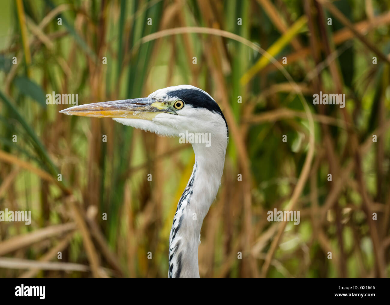Close up of grey heron head and neck side on with reeds in isolated background Stock Photo