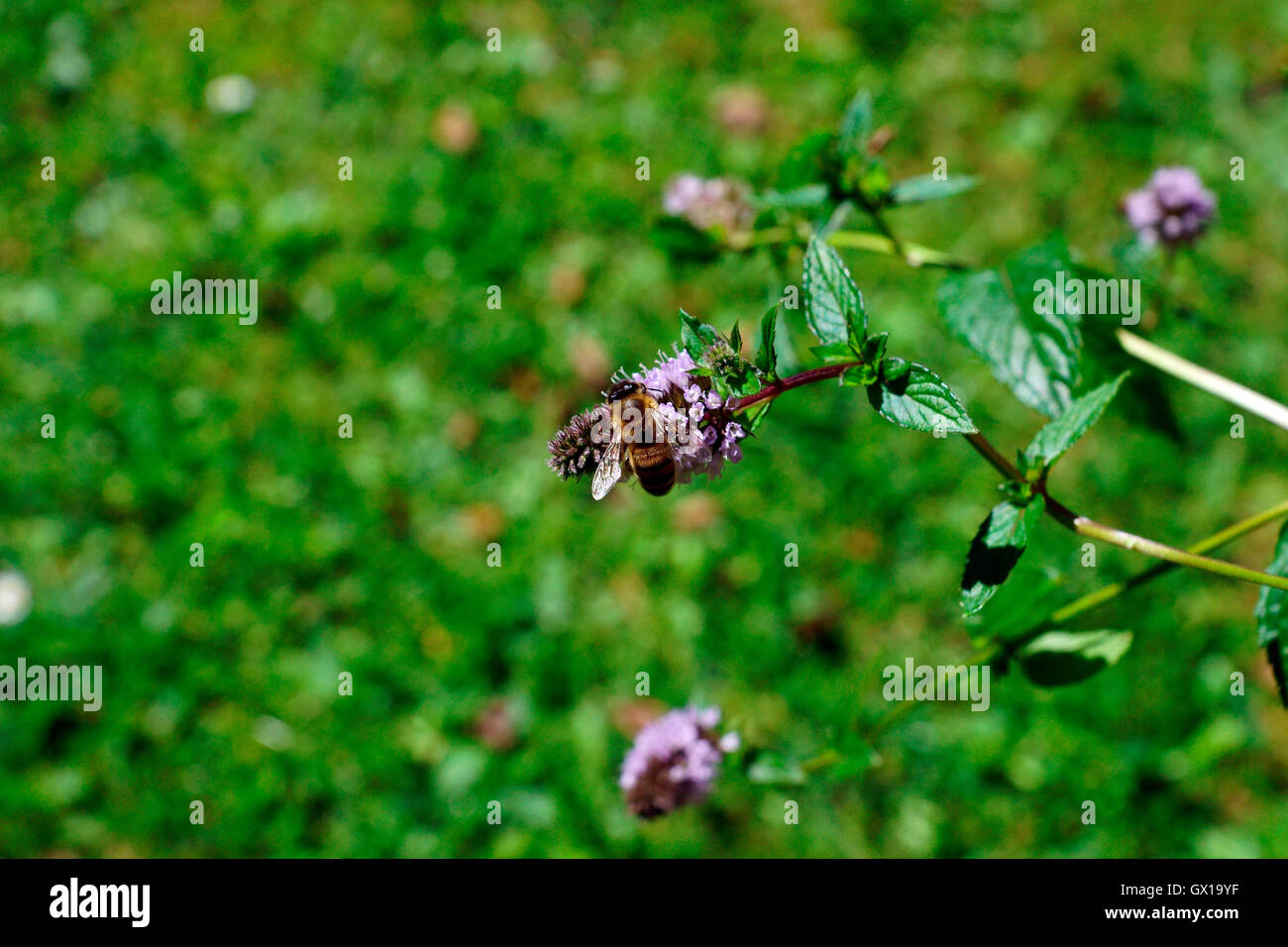 MINT IN FLOWWER ATTRACTING BEES Stock Photo Alamy