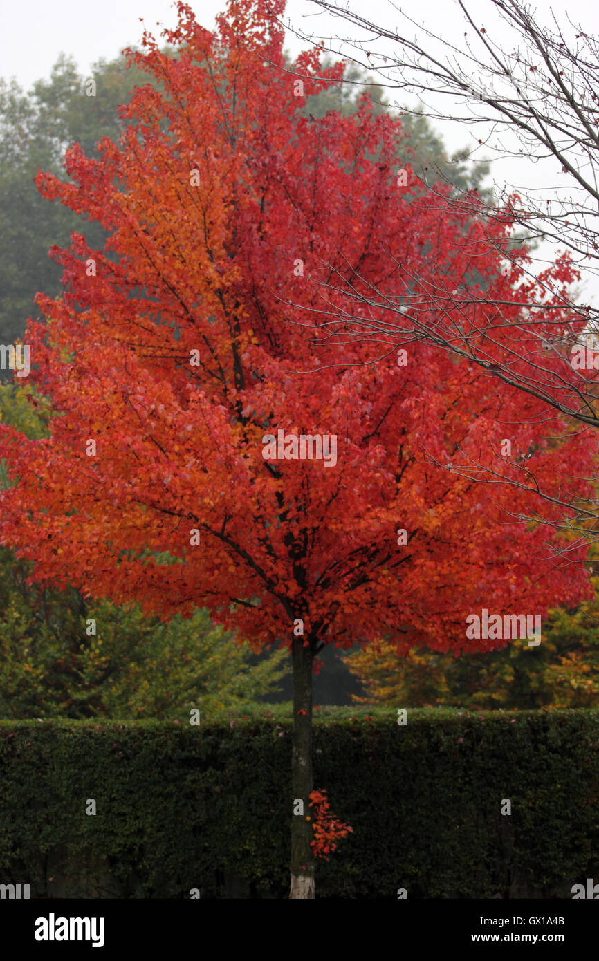 a beautiful bright red tree in autumn Stock Photo