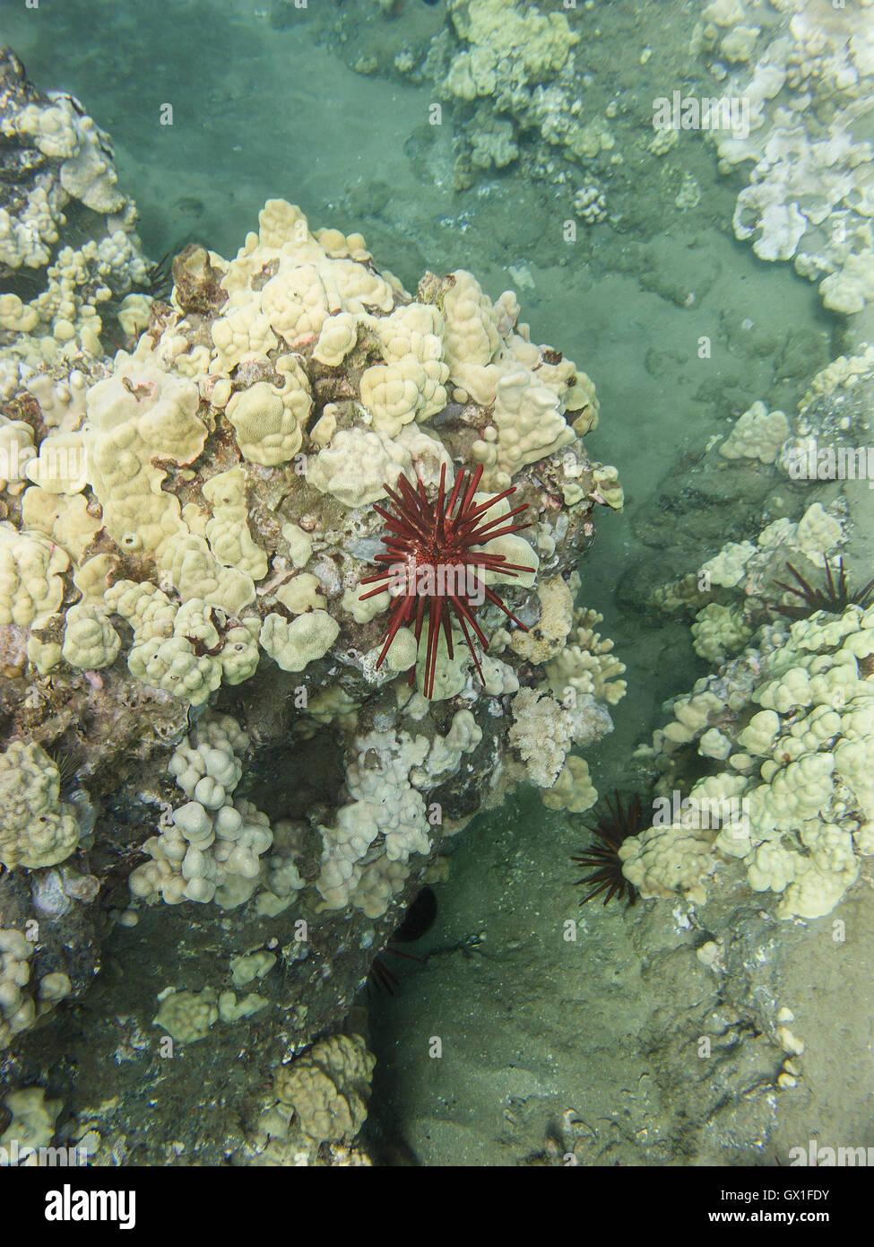 Red pencil sea urchin Stock Photo