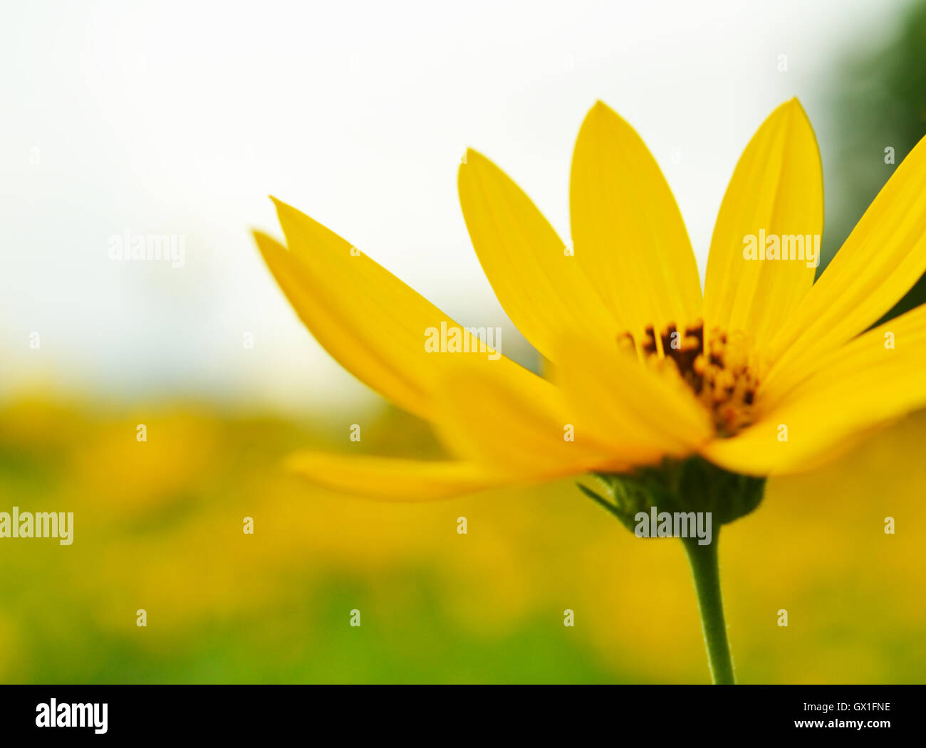 jerusalem artichokes sunflower Stock Photo Alamy