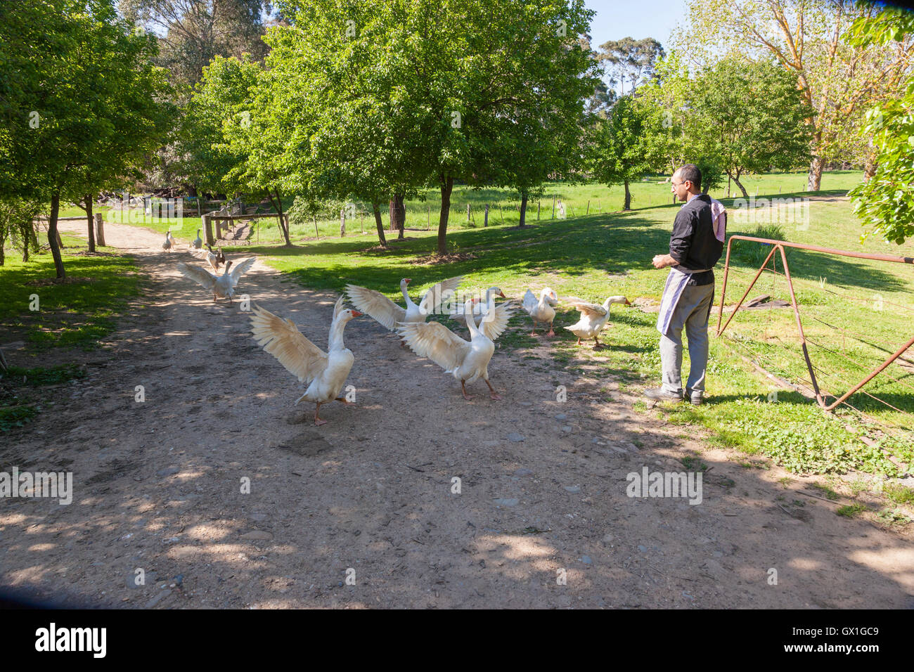 farmhand feeding geese Stock Photo Alamy
