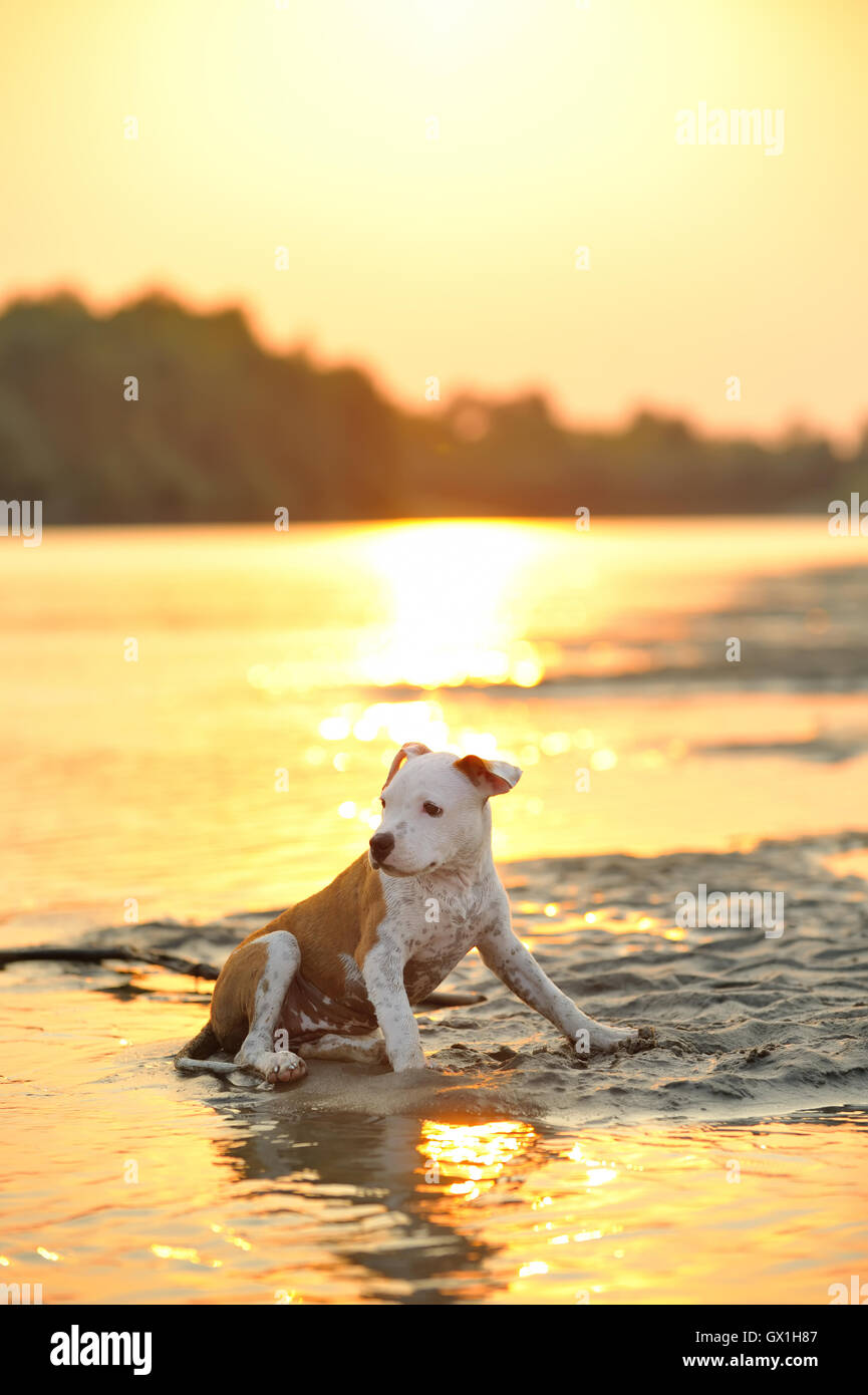 American Staffordshire Terrier dog play in water Stock Photo