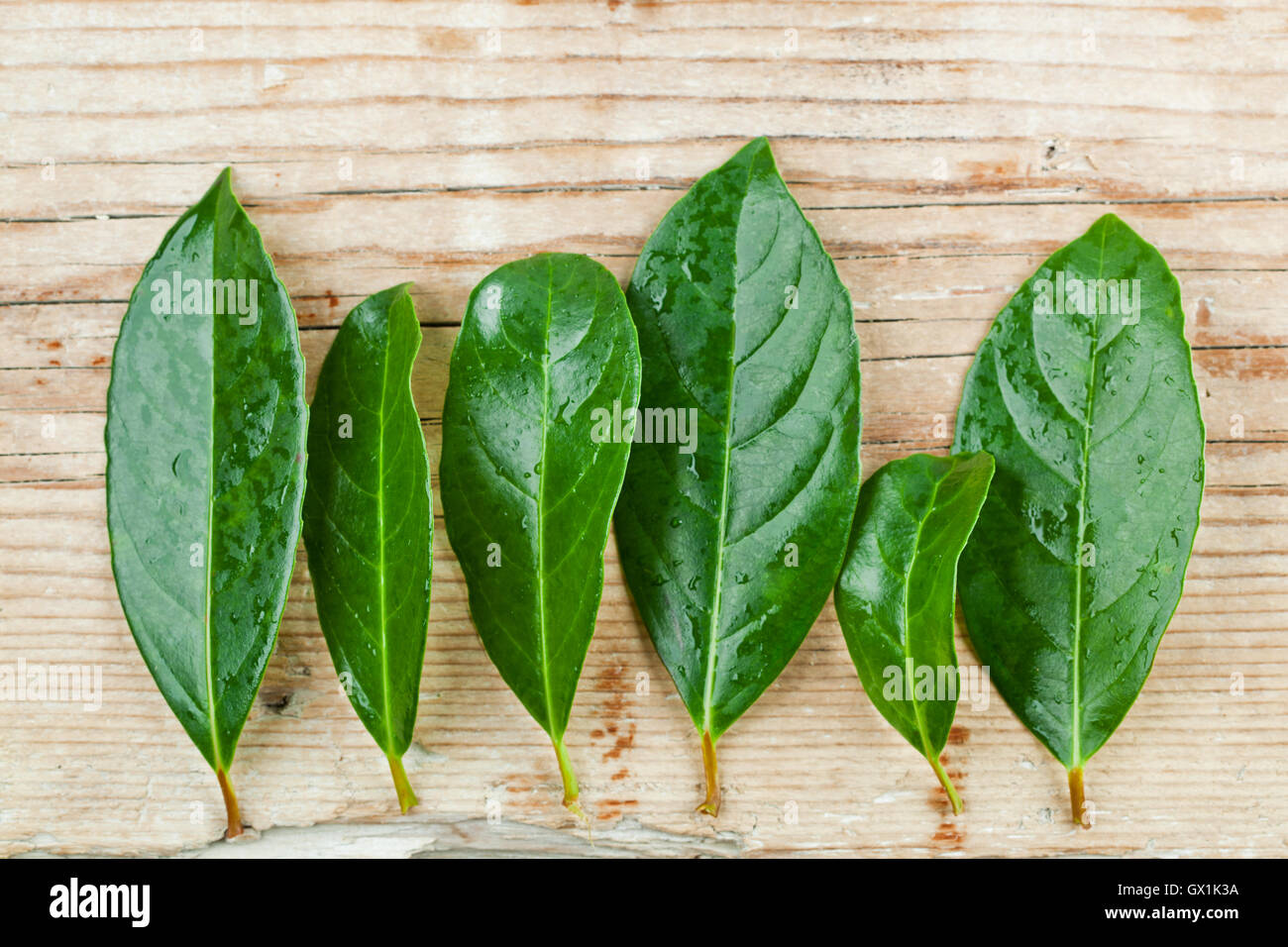 green leaves on rustic wooden background Stock Photo