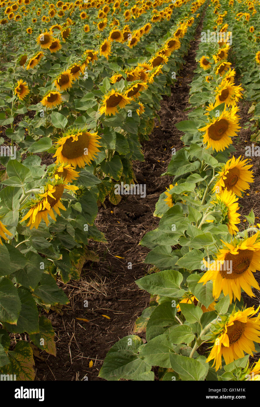 Field with rows of sunflowers Stock Photo - Alamy