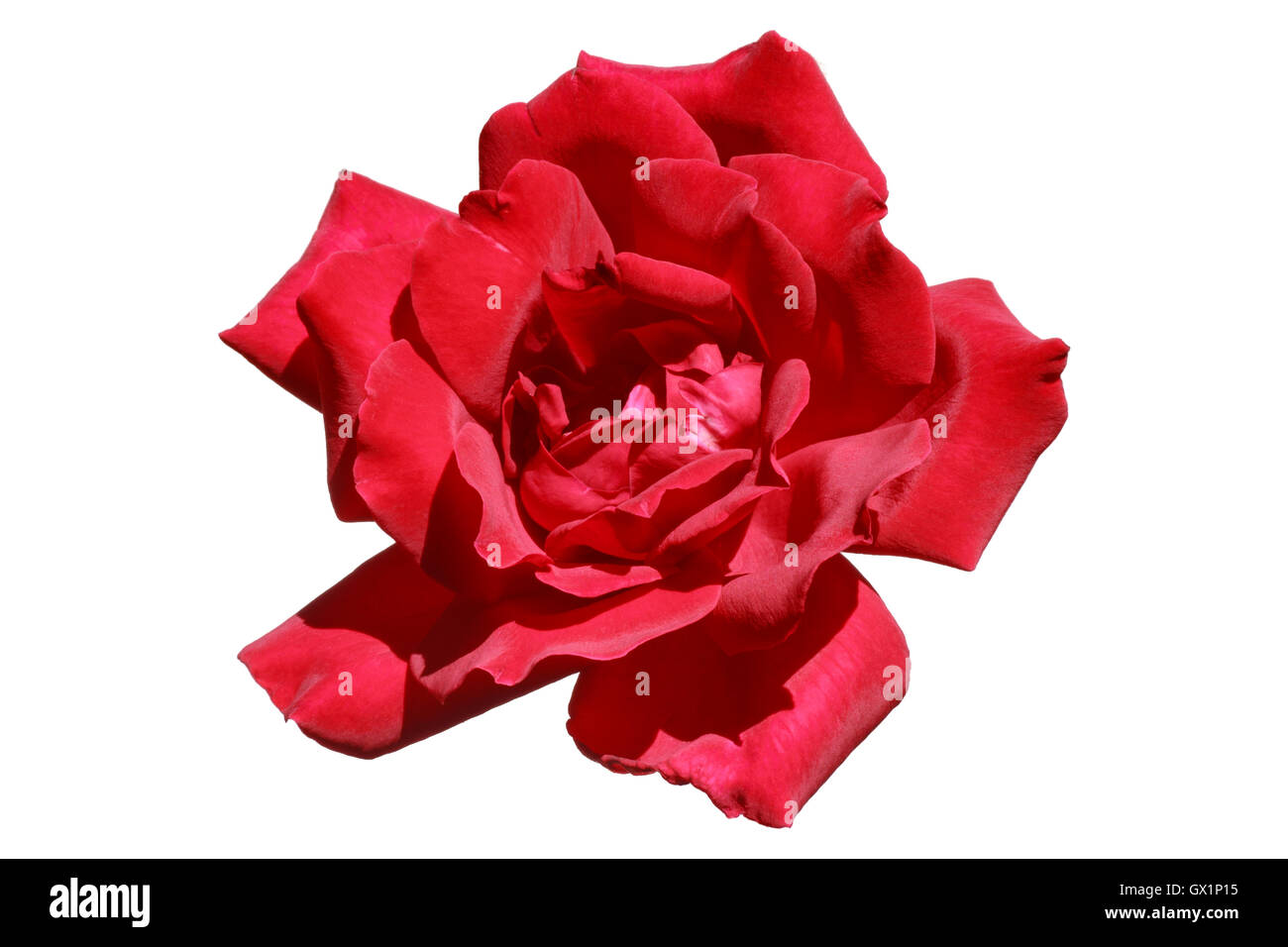 Red rose isolated on white Stock Photo - Alamy