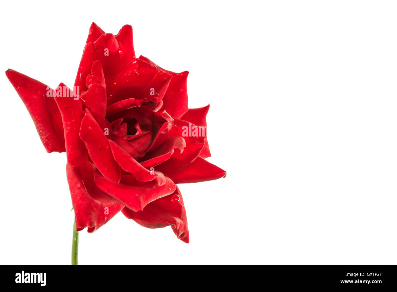 Red rose isolated on white Stock Photo - Alamy