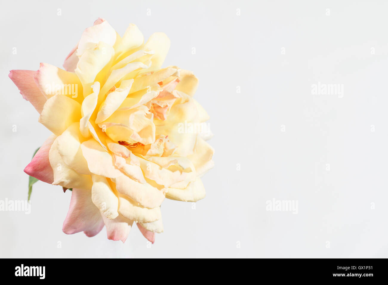 Yellow and purple rose hi-res stock photography and images - Alamy