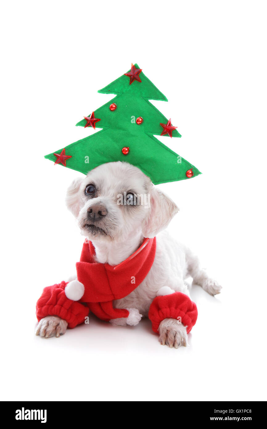 Puppy dog wearing Christmas tree hat Stock Photo Alamy