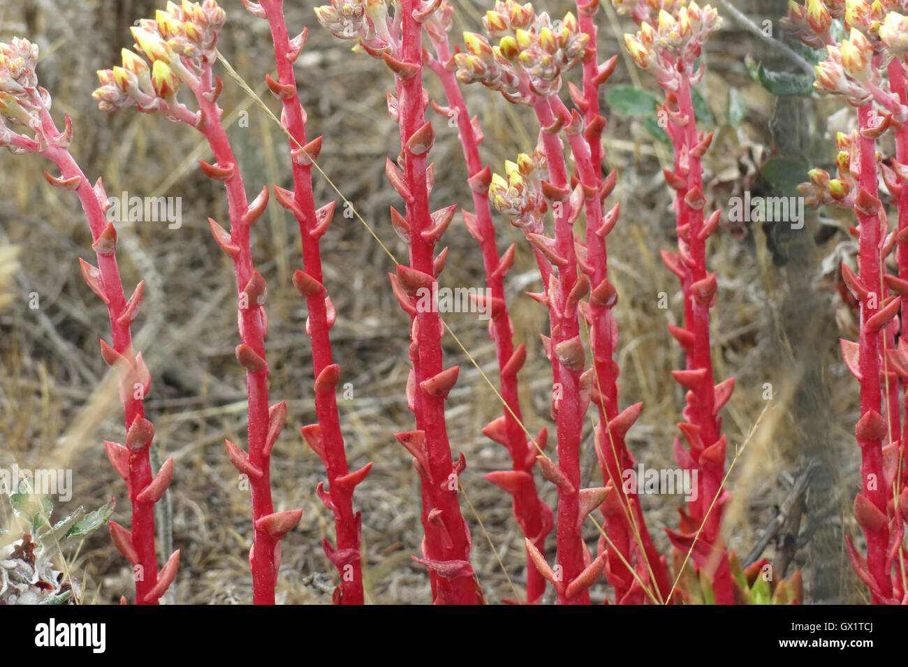 Red stemmed plants in San Francisco Stock Photo