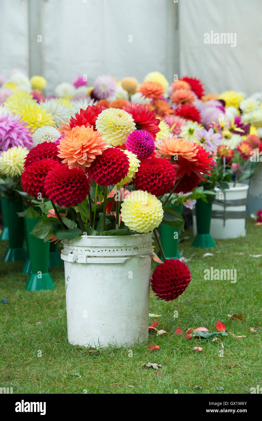 Spare dahlia flowers outside a judging tent at RHS Wisley Flower show, Surrey, England Stock Photo