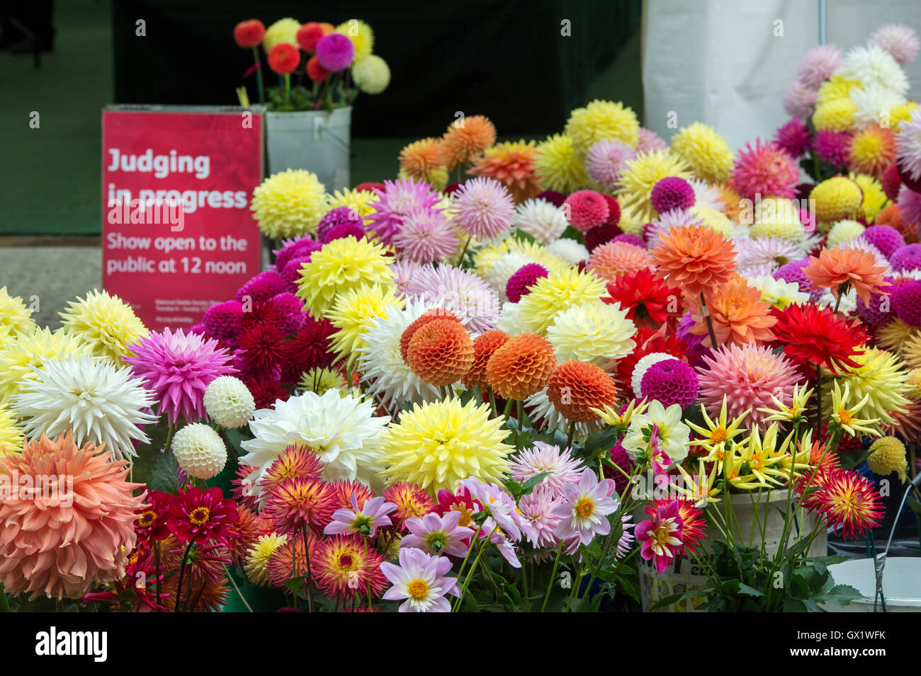 Spare dahlia flowers outside a judging tent at RHS Wisley Flower show, Surrey, England Stock Photo