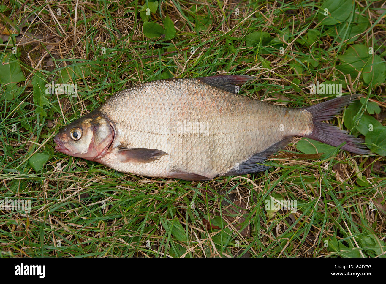 Fresh Bream Freshwater fish just taken from the water. One bream fish on green ...