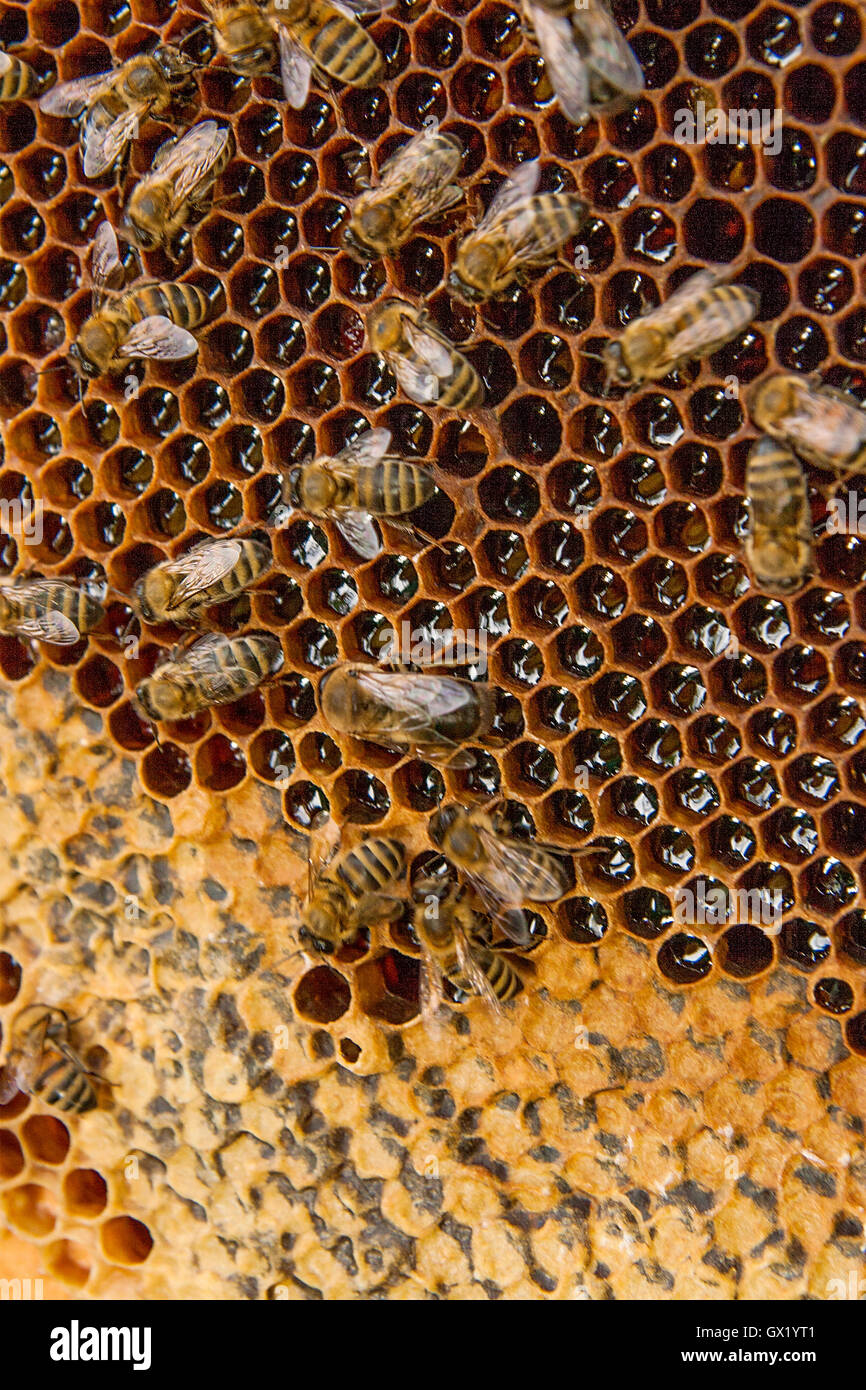 Honey bees swarm close up hi-res stock photography and images - Alamy
