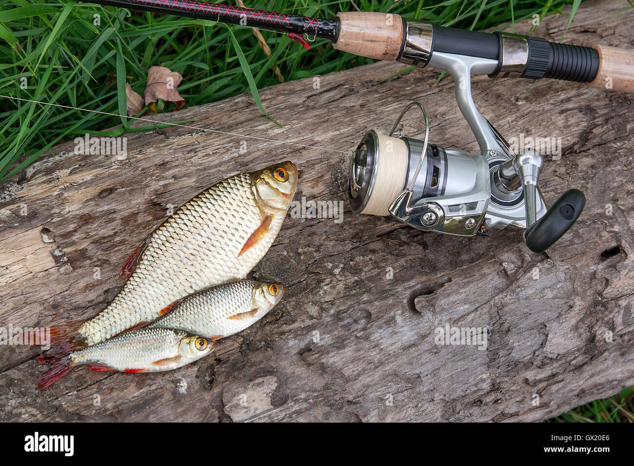 Fishing reel hi-res stock photography and images - Page 2 - Alamy