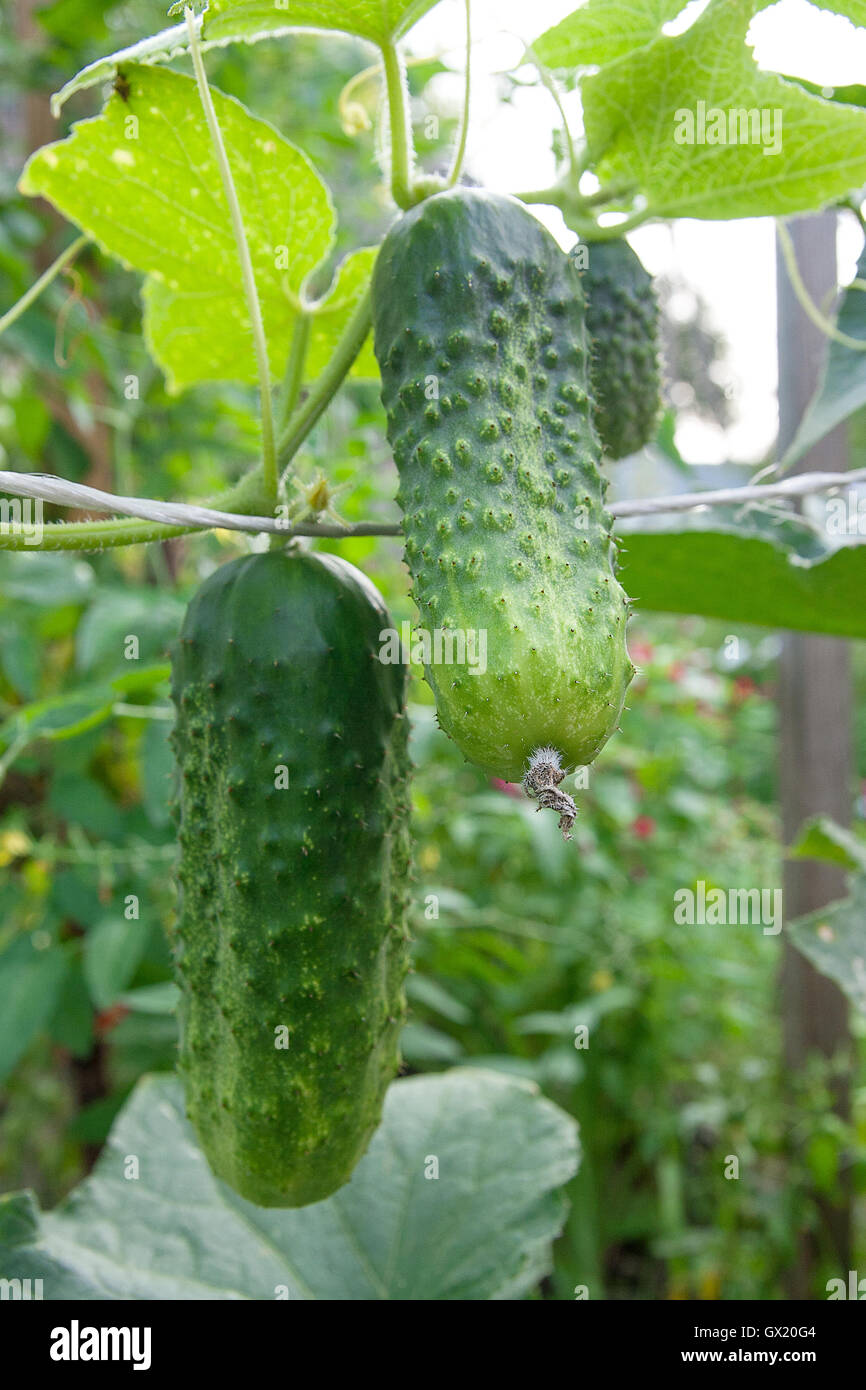 Two cucumber in a bush outdoors. How to grow a cucumber plant in a