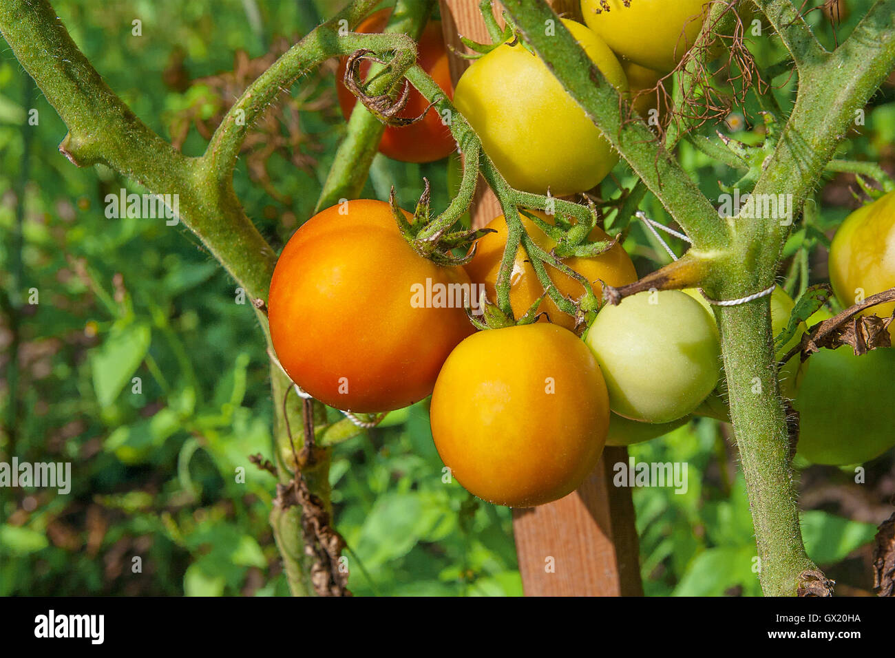 Red and green organic tomatoes plant. Giant tomatoes growing on the branch. A healthy branch of colorful tomato ripening Stock Photo