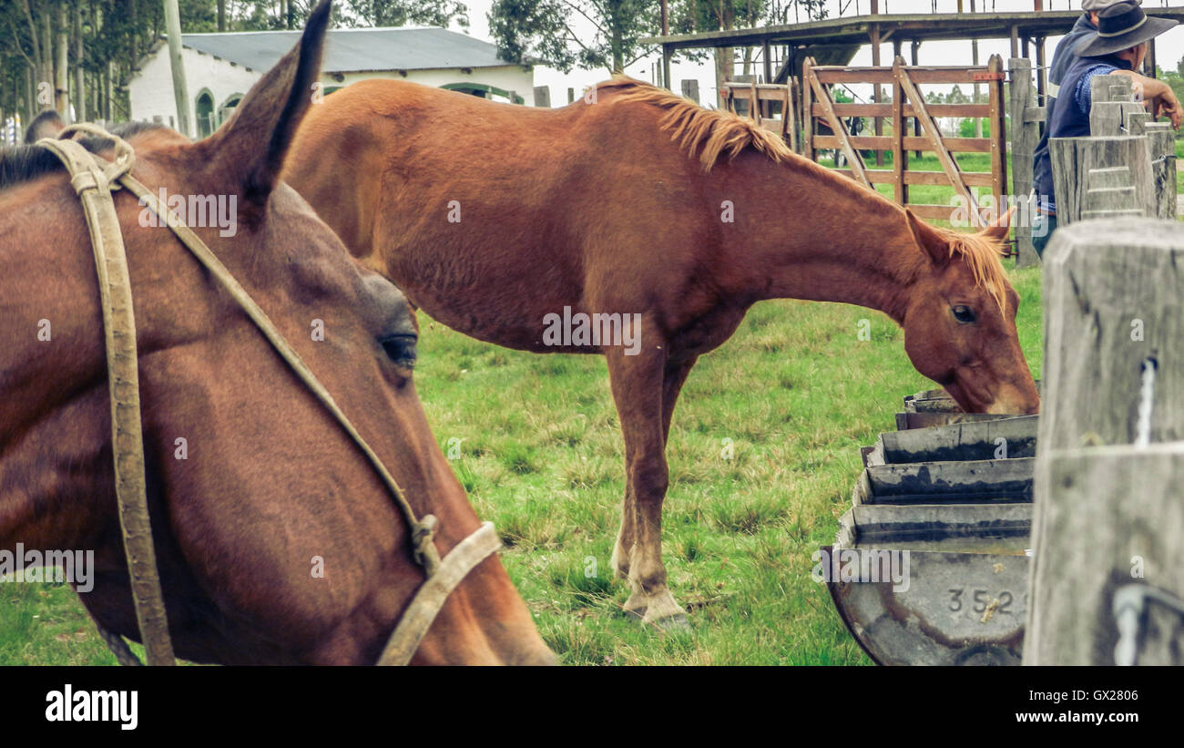 Horses drinking water hires stock photography and images Alamy