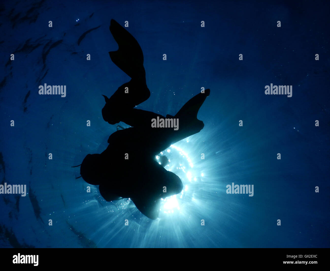 Diving in the crystal clear water of Mediterranean. Underwater photos