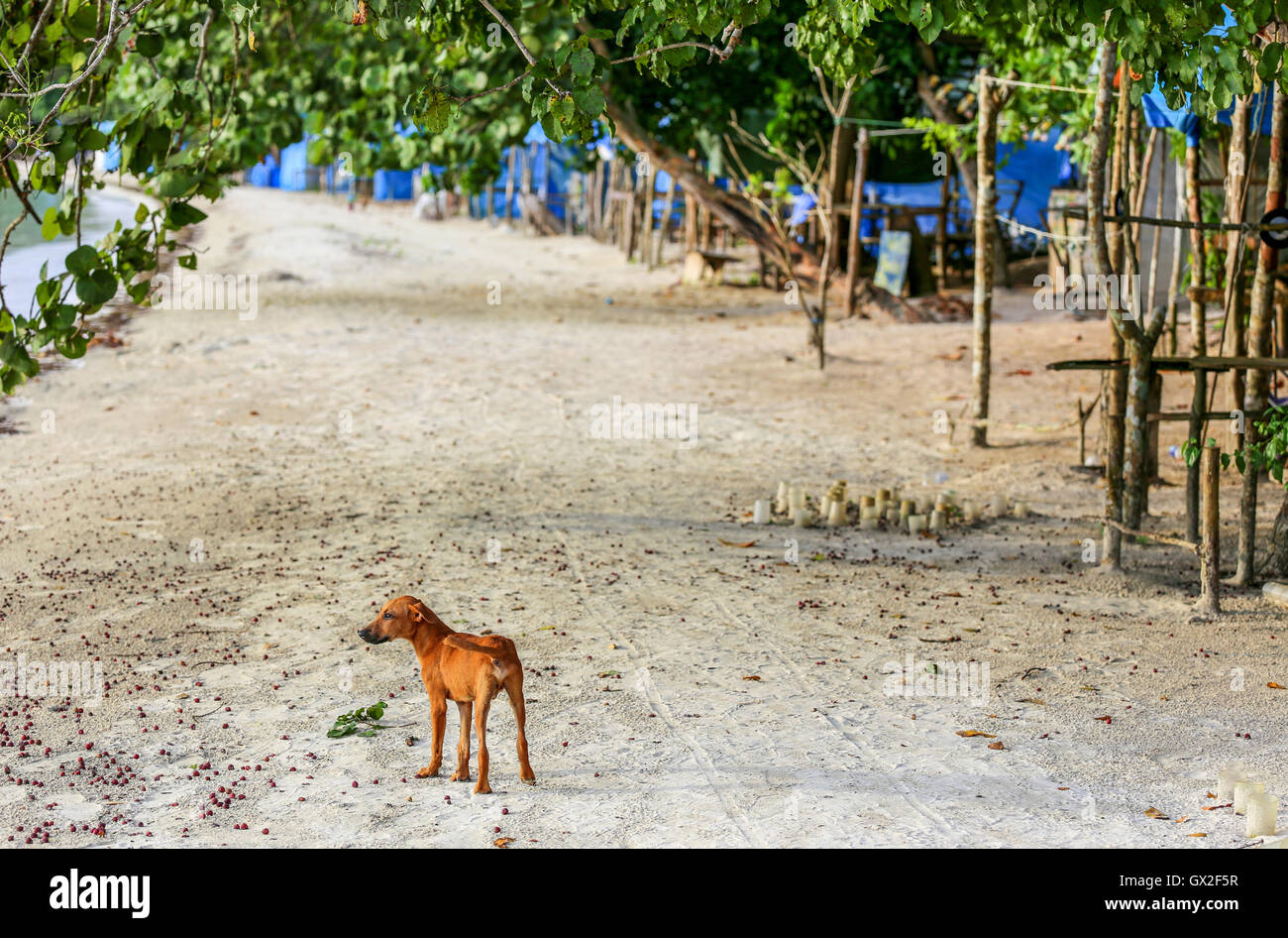 Cute brown dog puppie on a beach with trees Stock Photo - Alamy