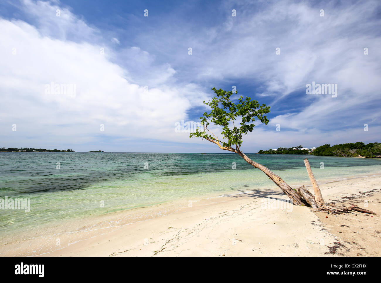 Tropical beach with a barren green tree and blue sky. Stock Photo