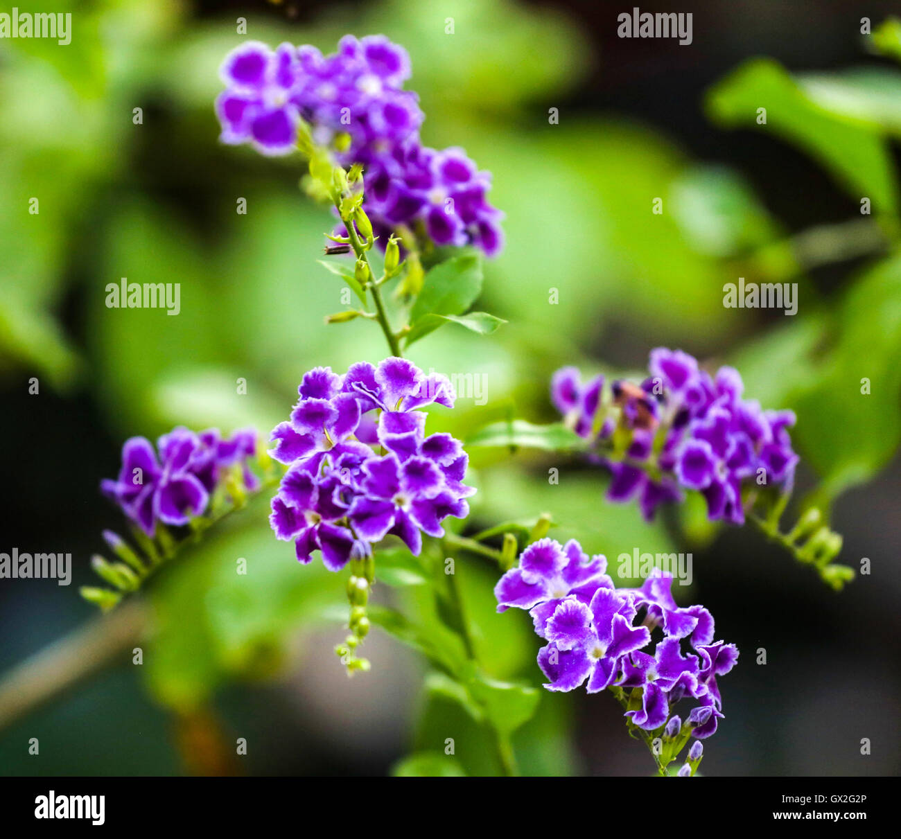 Purple hawaii flowers hi-res stock photography and images - Alamy