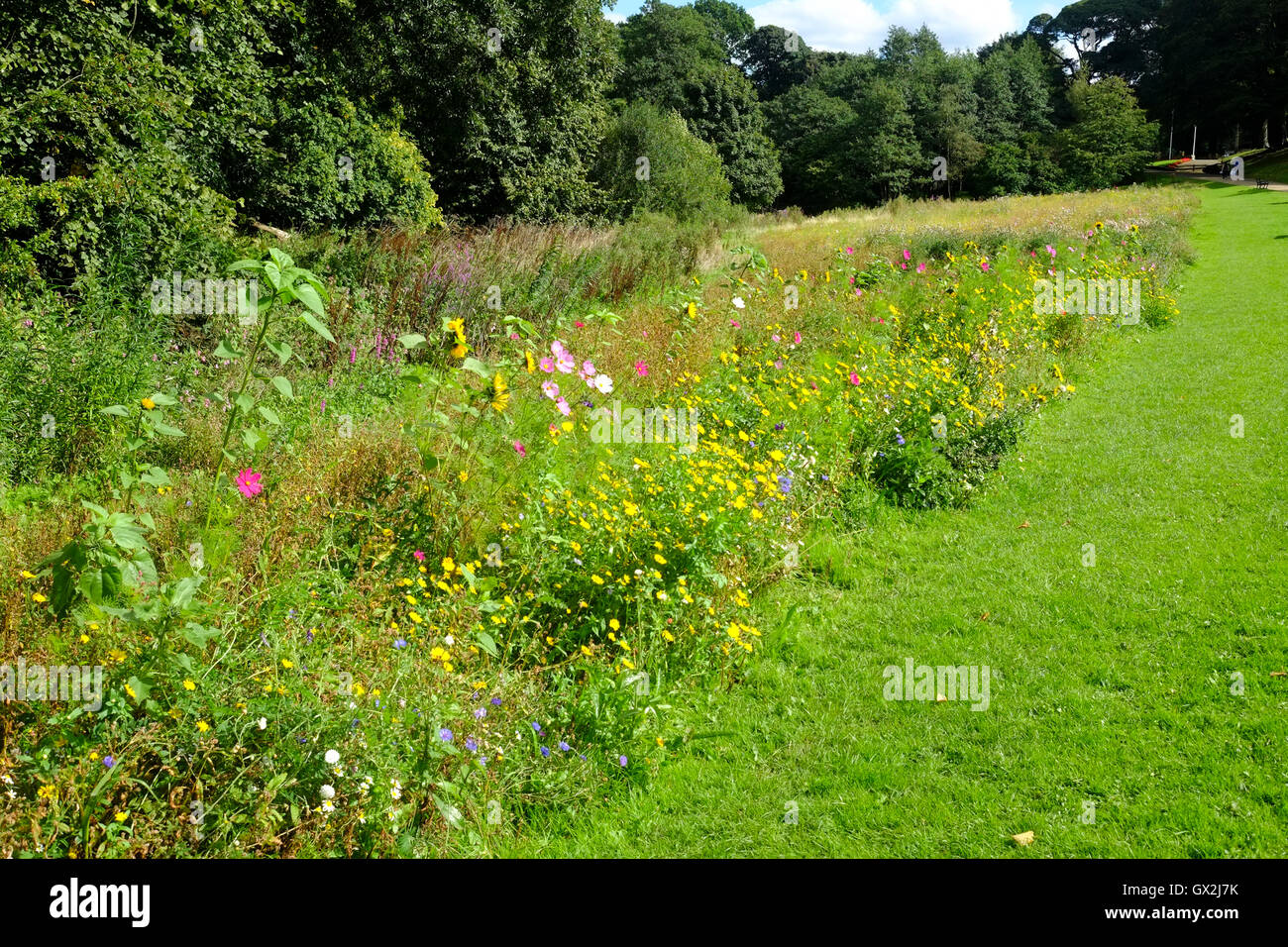 Wild flower bed Astley Park, Chorley, Lancashire Stock Photo