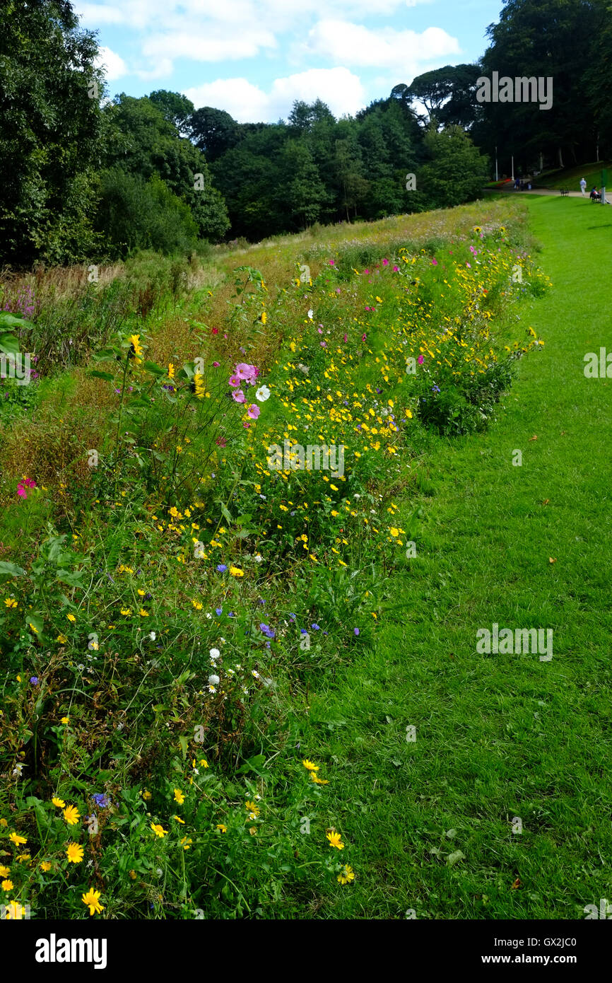 Wild flower bed Astley Park, Chorley, Lancashire Stock Photo