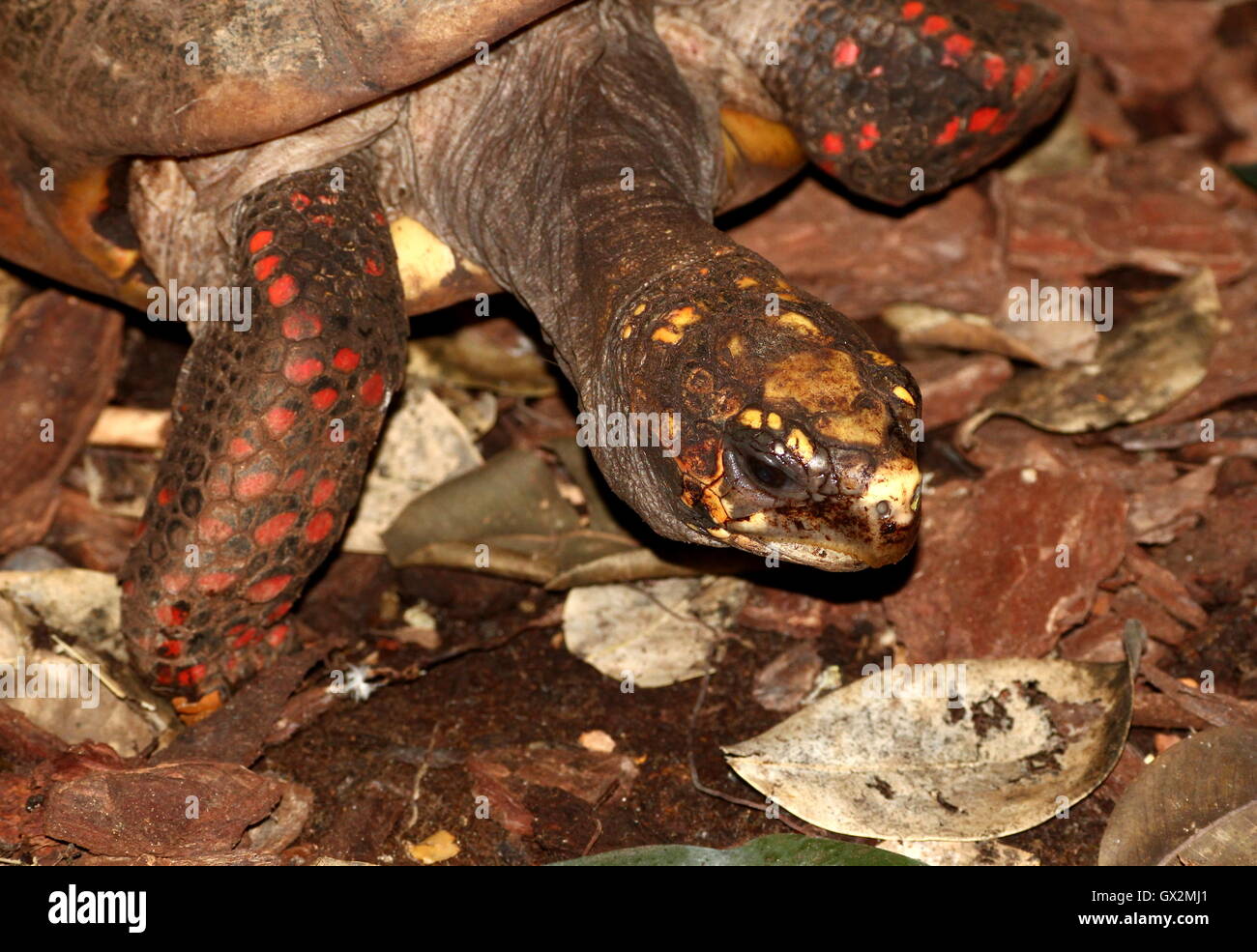 South American Red footed tortoise (Chelonoidis carbonaria) showing head and red feet. Stock Photo