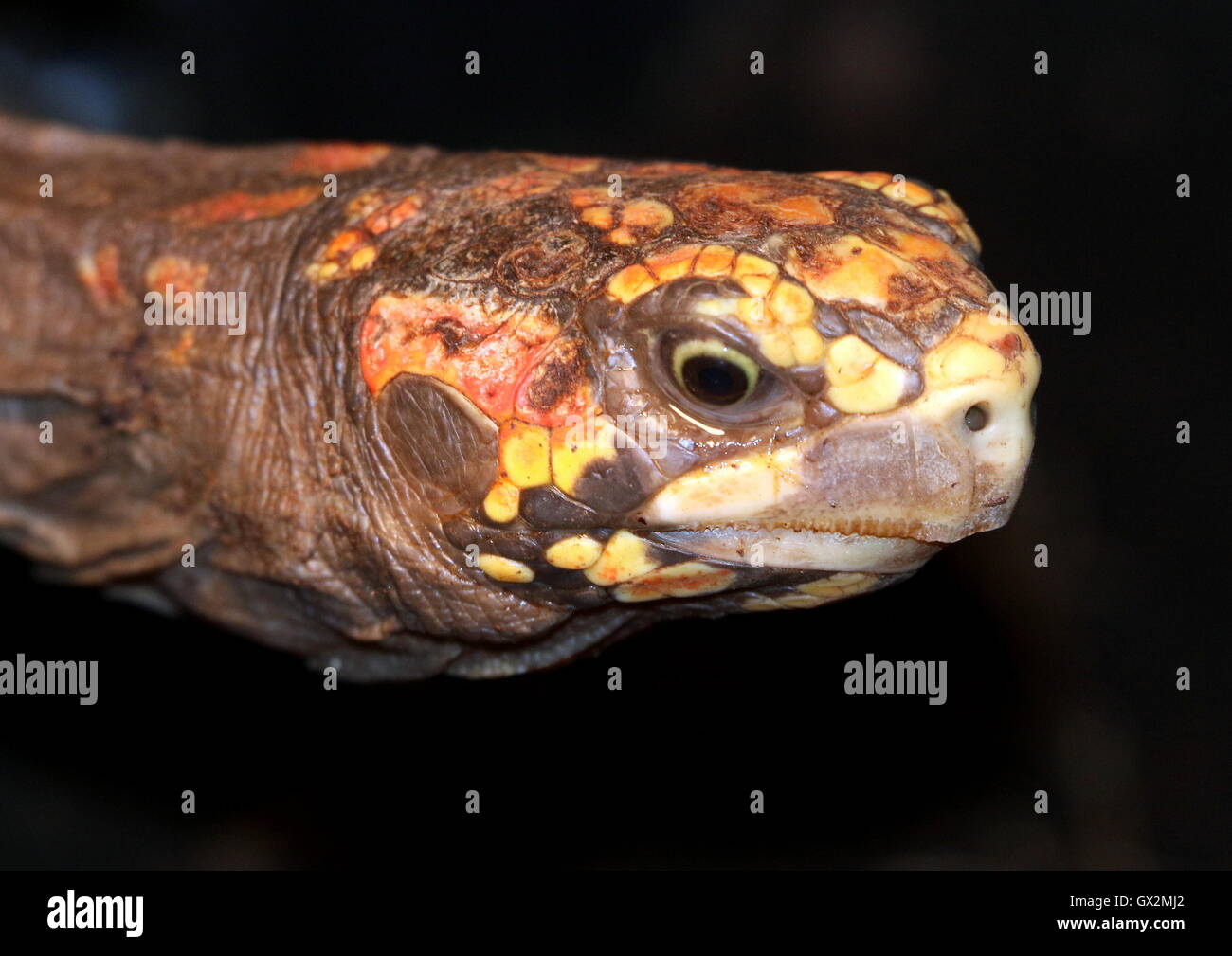 South American Red footed tortoise (Chelonoidis carbonaria), closeup of the head Stock Photo