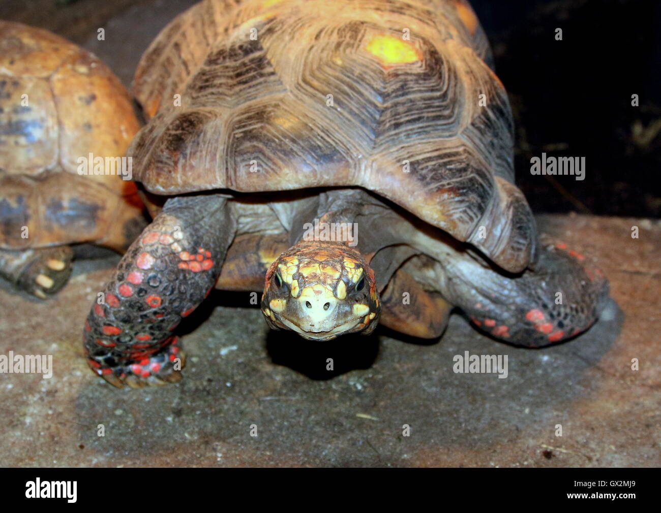South American Red footed tortoise (Chelonoidis carbonaria), coming towards the camera Stock Photo