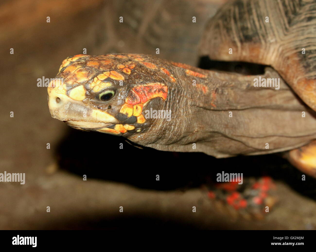 Closeup of the head of a South American Red footed tortoise (Chelonoidis carbonaria) Stock Photo