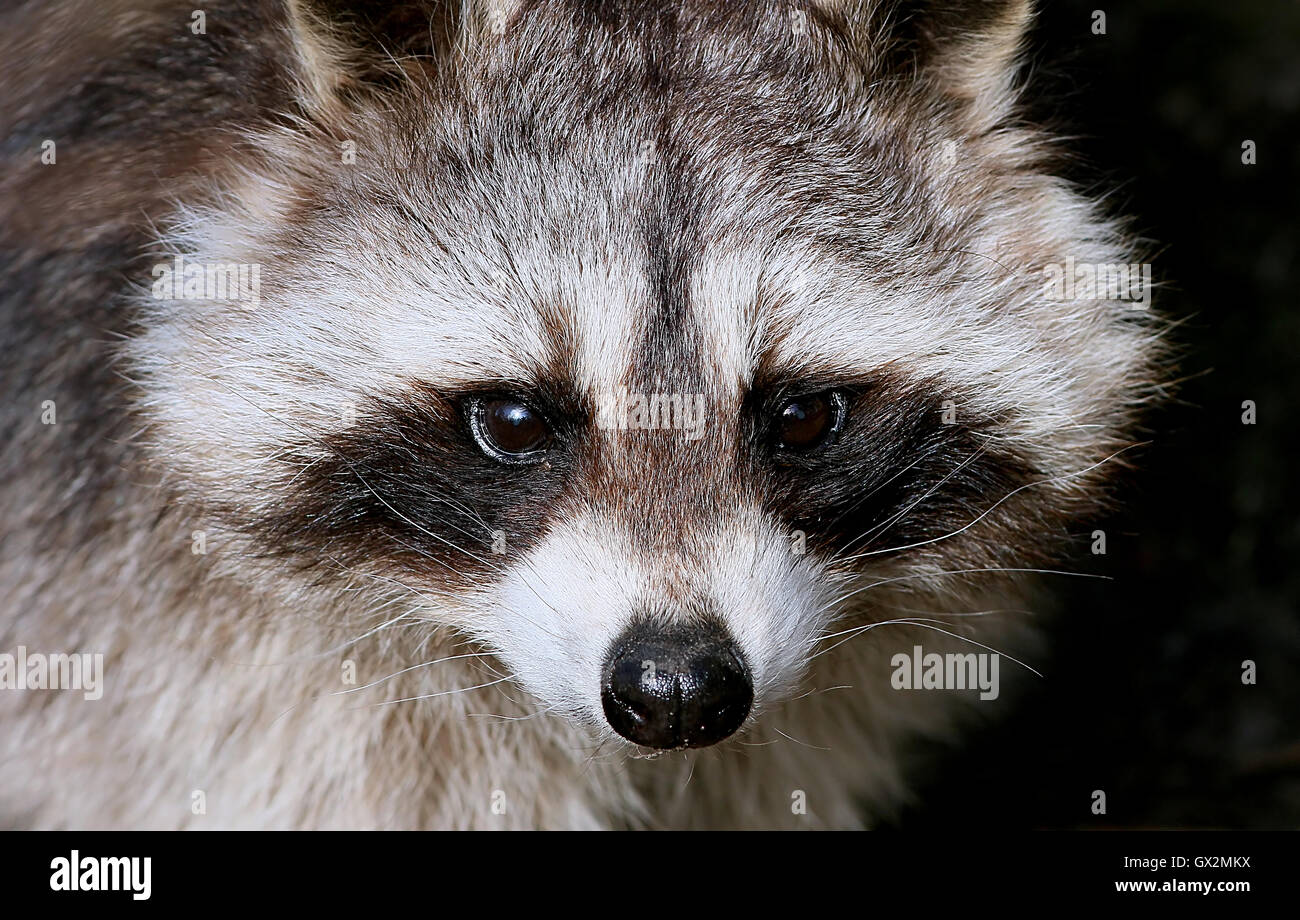 North American Raccoon (Procyon lotor), close-up of the head, facing the camera. Stock Photo