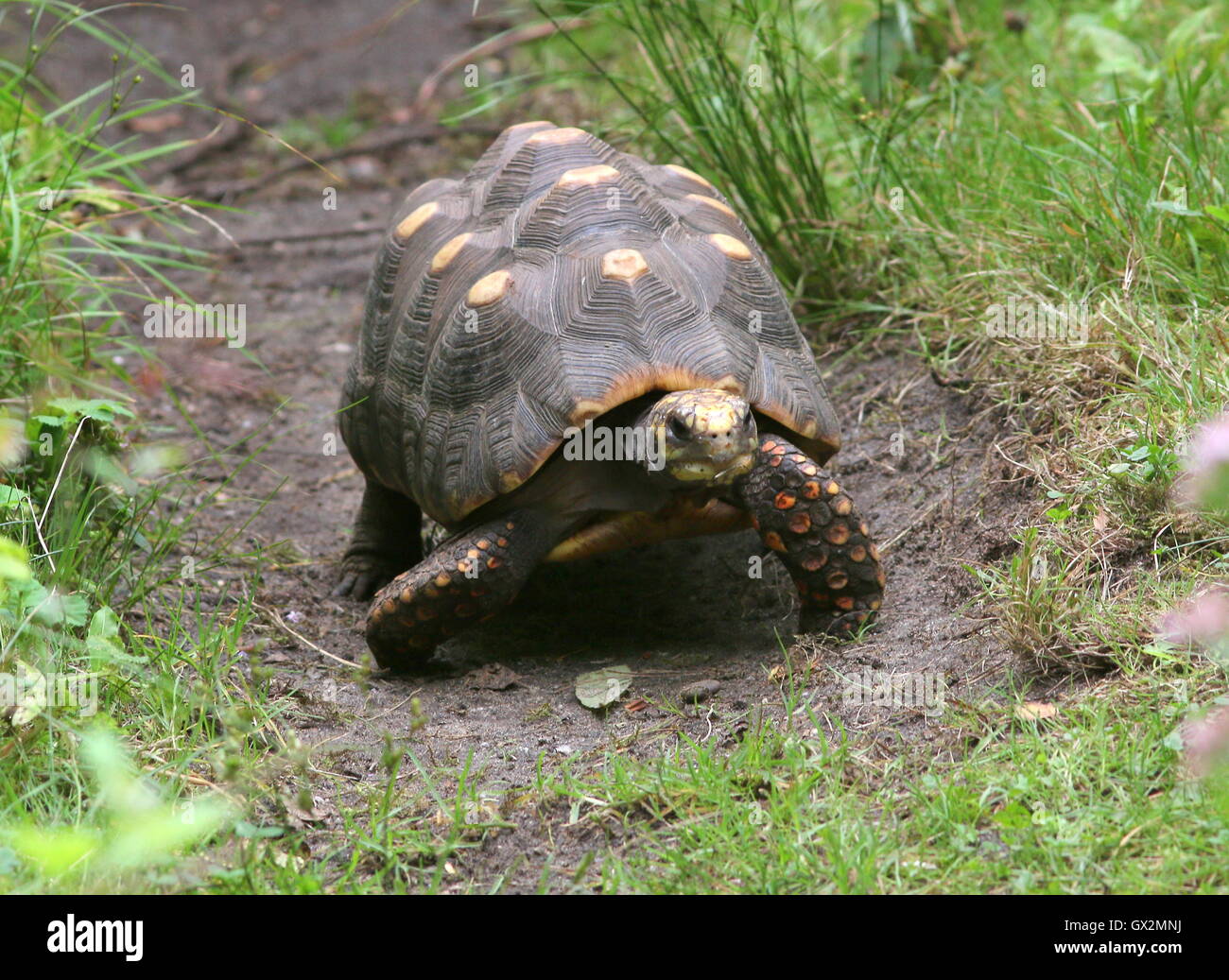 South American Red footed tortoise (Chelonoidis carbonaria) walking towards the camera Stock Photo