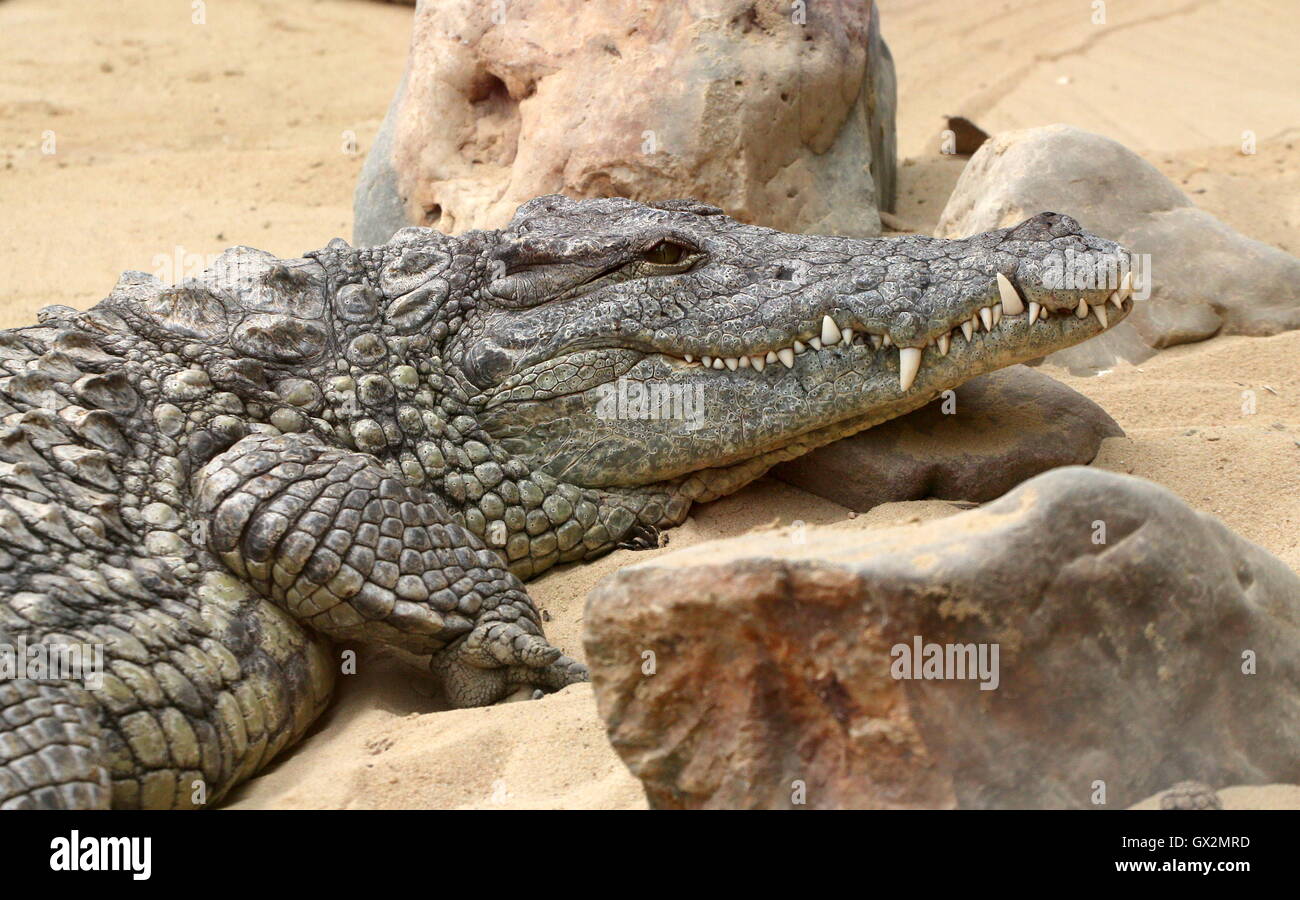 African Nile crocodile (Crocodylus niloticus) seen in profile, reptilian smile Stock Photo