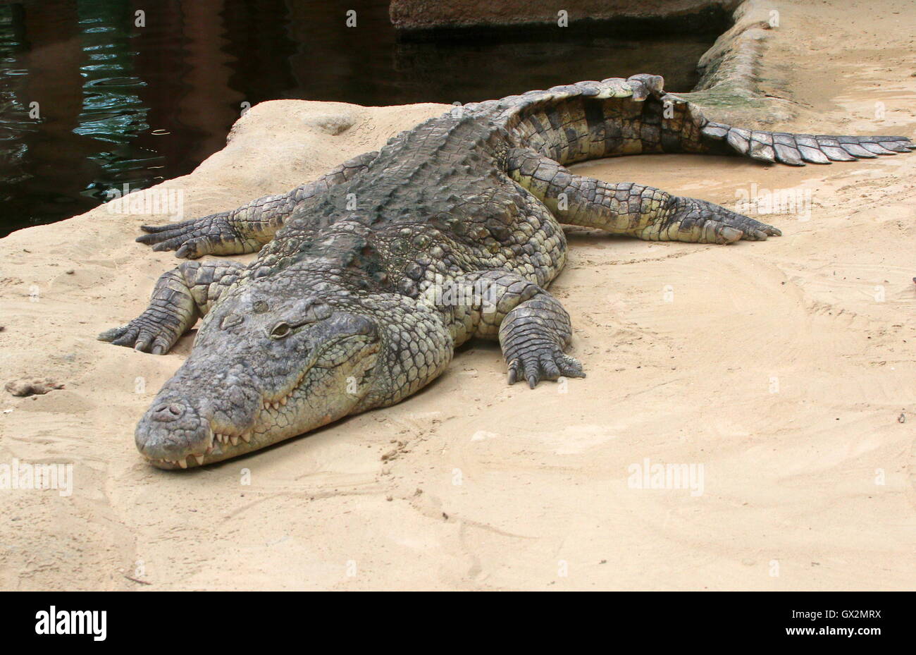 African Nile crocodile (Crocodylus niloticus) resting near the water's edge Stock Photo