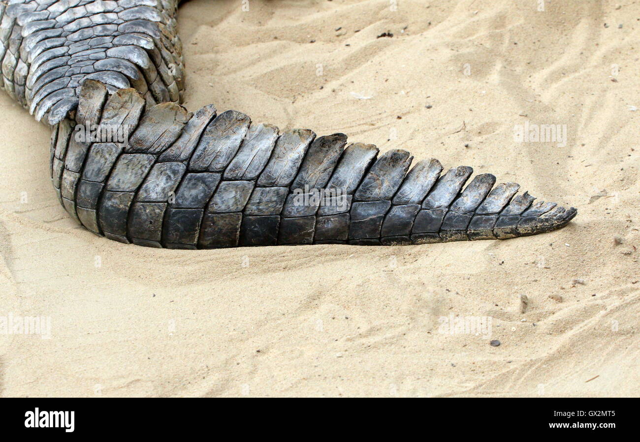 Tail part of a mature African Nile crocodile (Crocodylus niloticus) Stock Photo