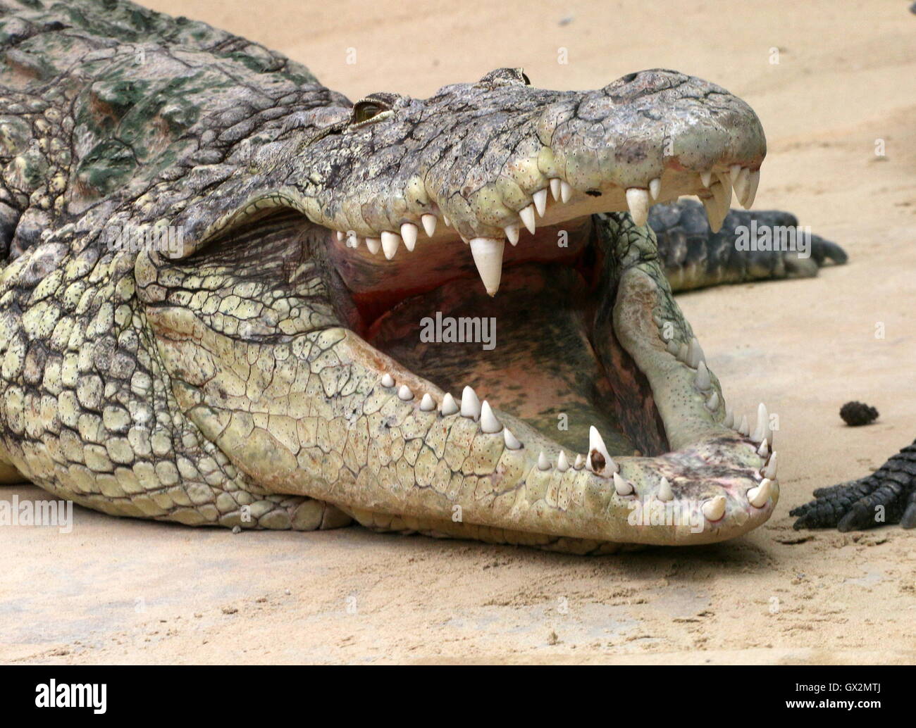 African Nile crocodile (Crocodylus niloticus) basking in the sun, mouth wide open Stock Photo