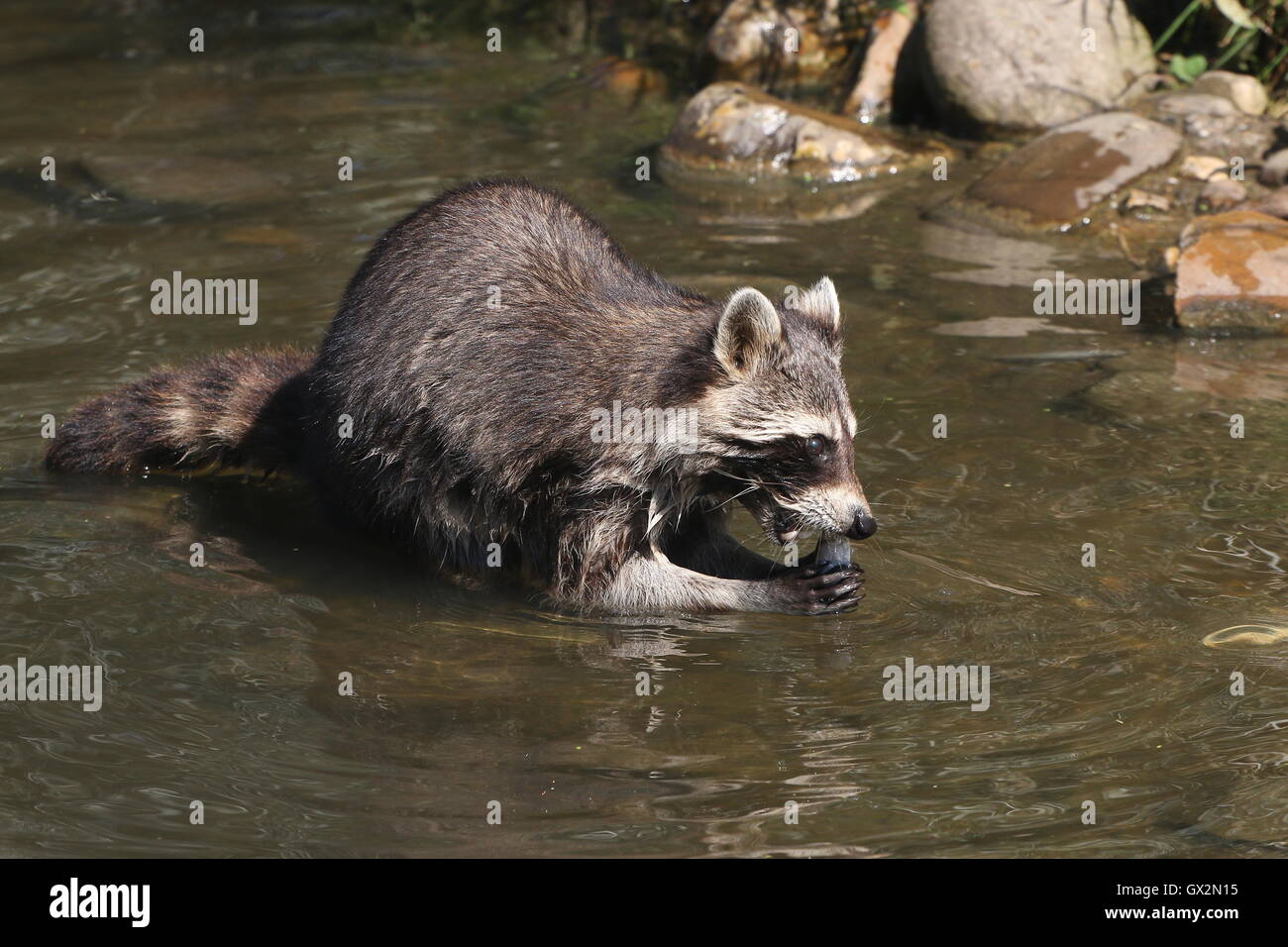 Raccoon Eating Stock Photos & Raccoon Eating Stock Images Alamy