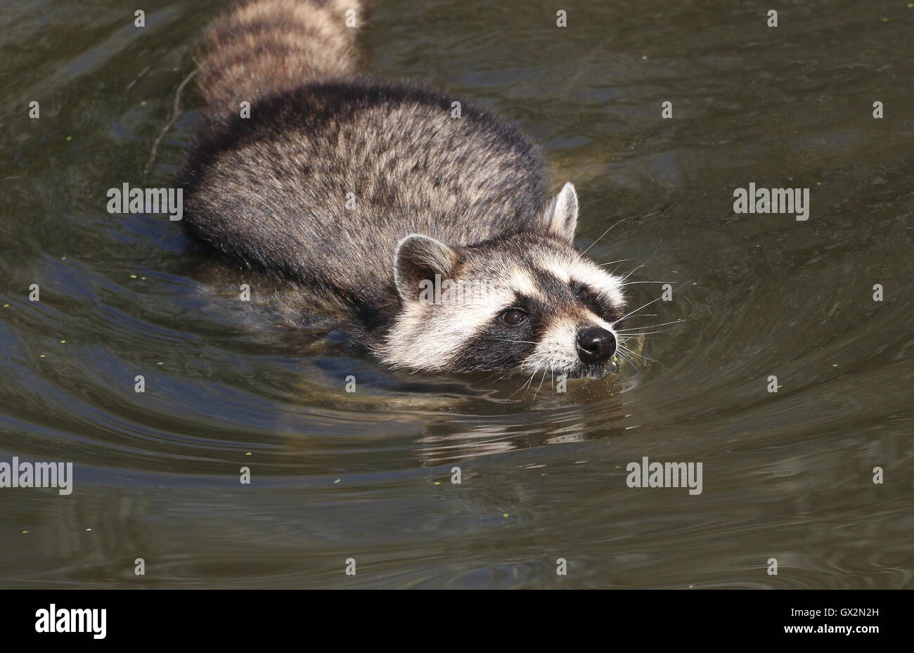 Swimming Northern raccoon (Procyon lotor), close-up of the head Stock Photo