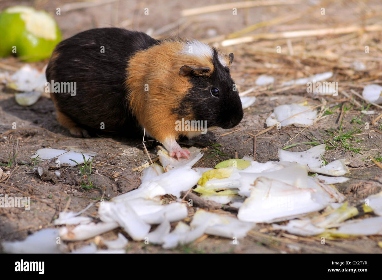 Closeup brown and black guinea pig (Cavia porcellus) eating endive Stock Photo