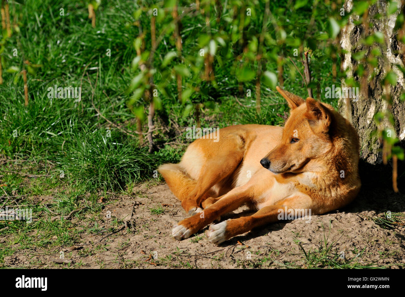 Dingo (Canis lupus dingo) lying under tree Stock Photo