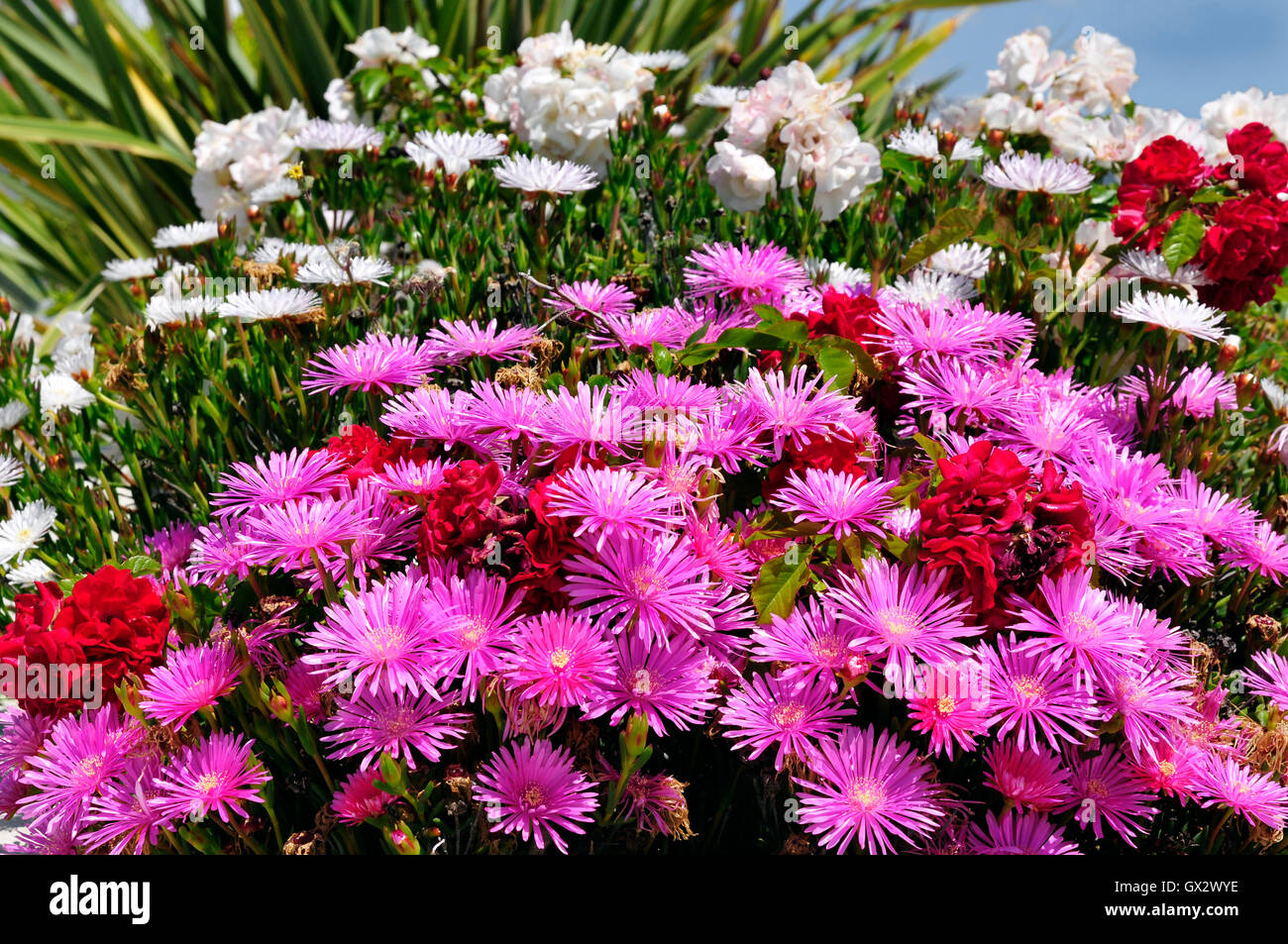 Closeup purple daisies of genus ficoides Lampranthus in the dunes of the peninsula of Quiberon in Brittany in France Stock Photo