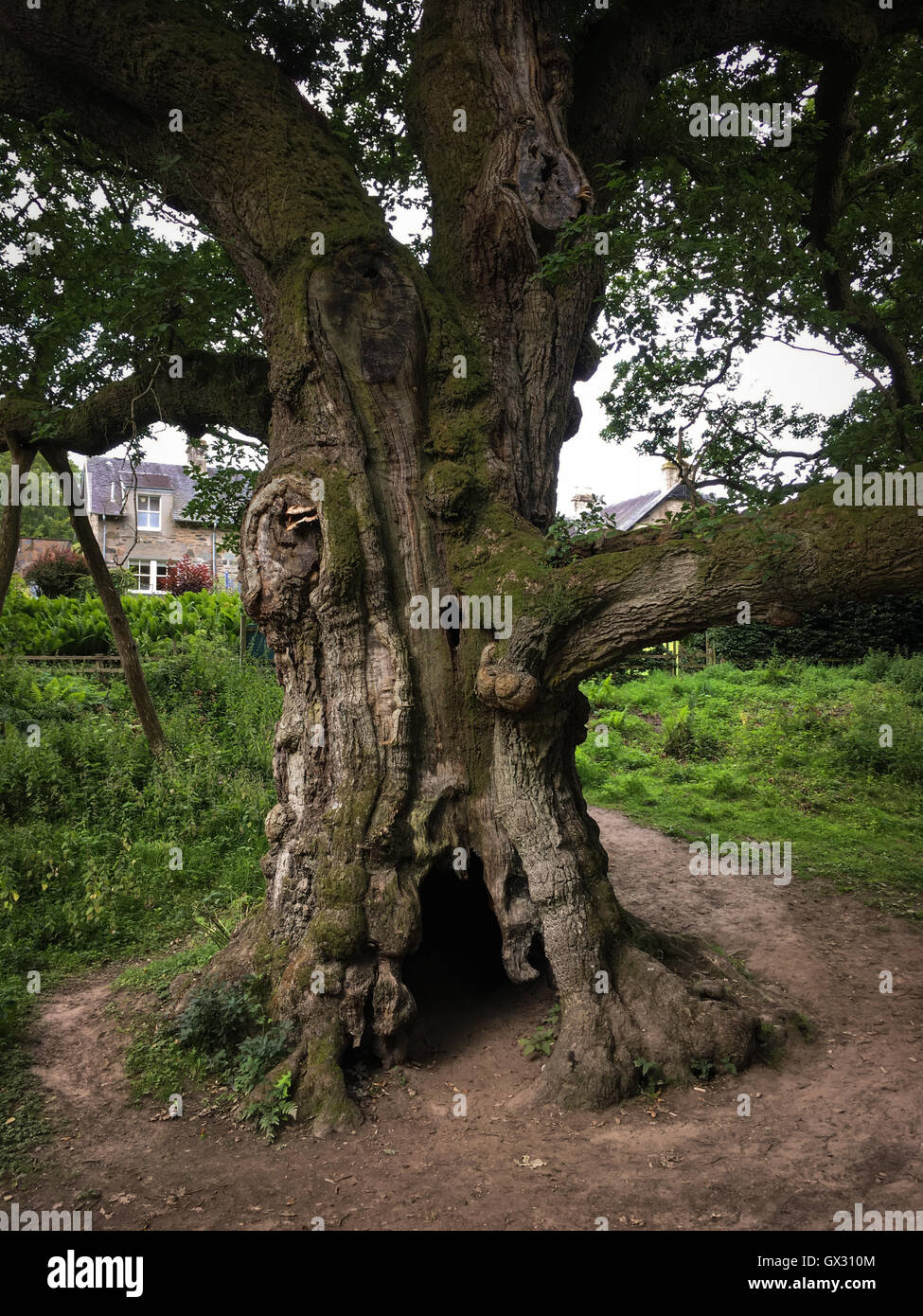 Birnam oak birnam dunkeld perthshire hires stock photography and