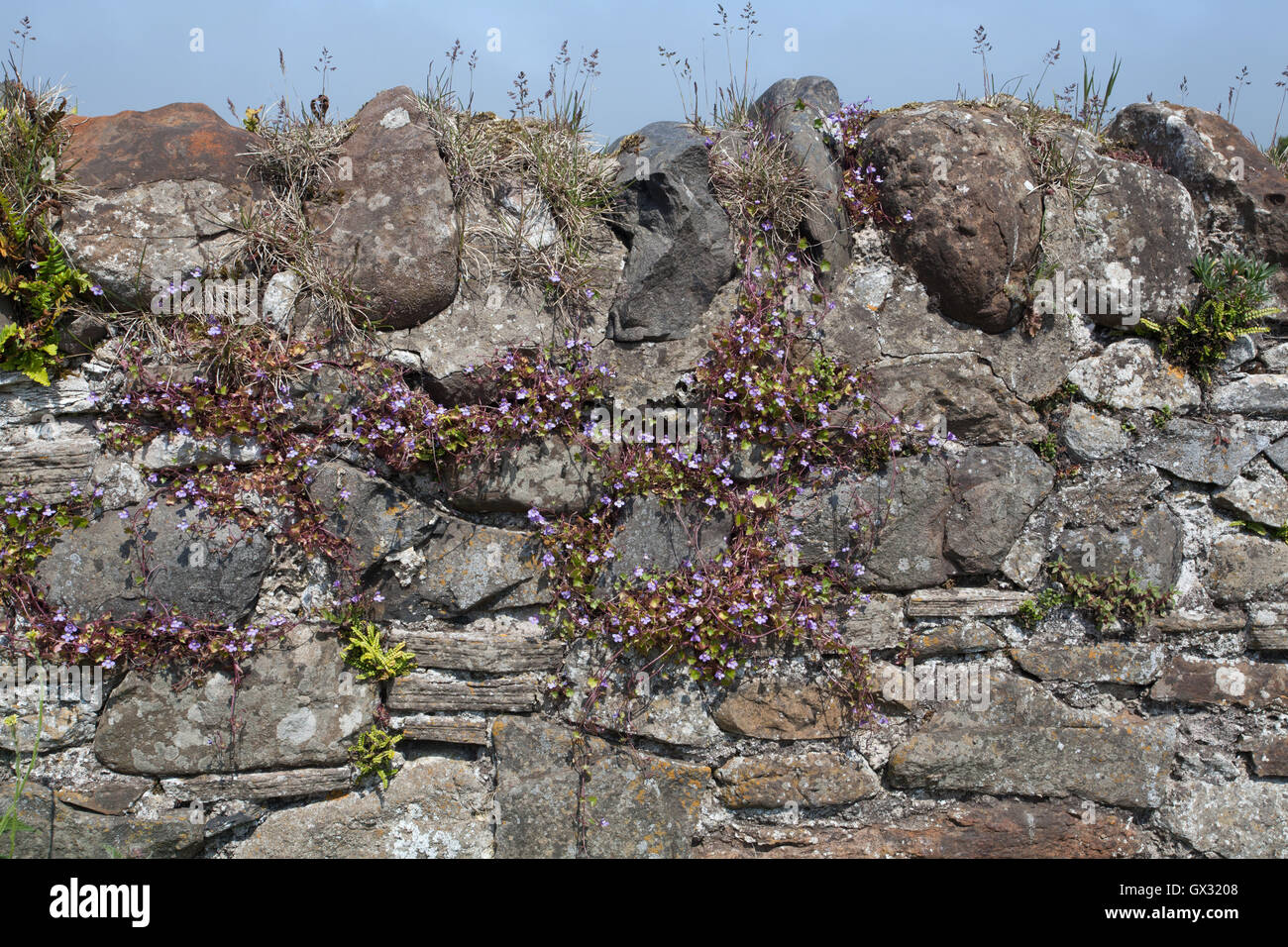 Ivy leaved Toadflax Cymbalaria muralis on a traditional stone wall at Holy Island Northumberland England Great Britain UK Stock Photo