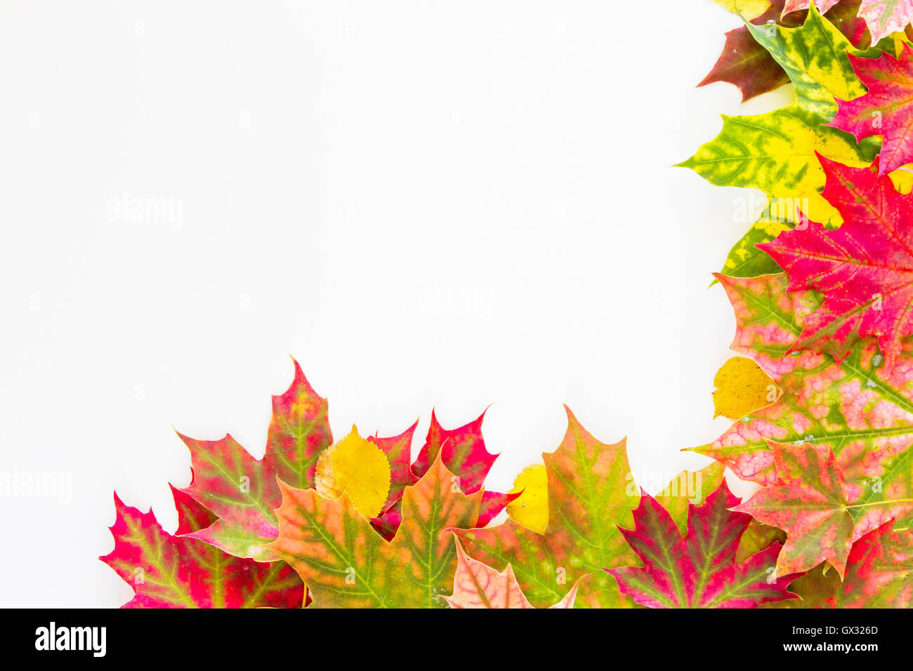 Colorful autumn leaves border on white background Stock Photo - Alamy