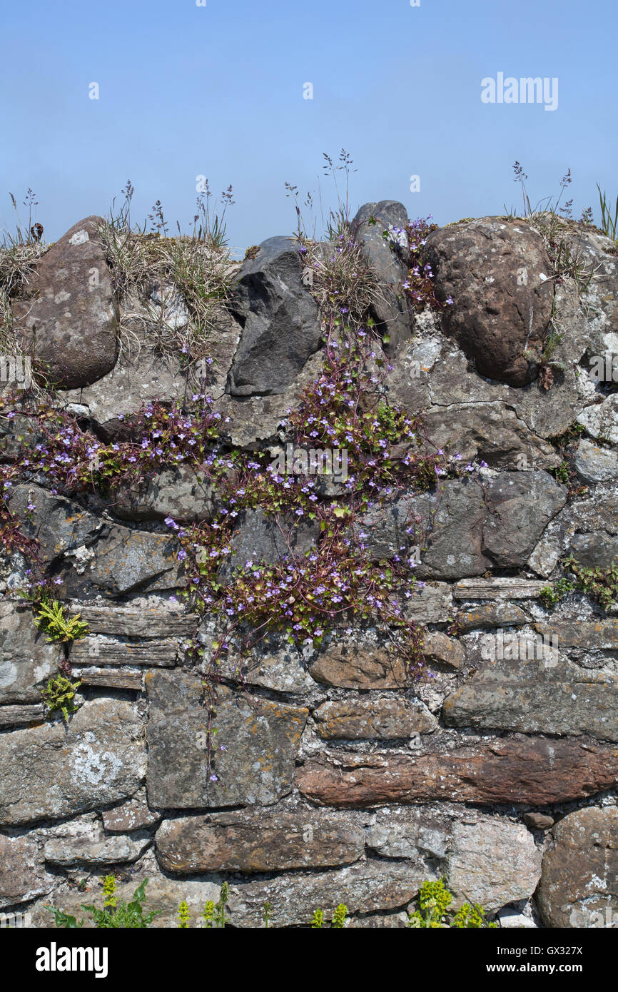 Ivy leaved Toadflax Cymbalaria muralis on a traditional stone wall at Holy Island Northumberland England Great Britain UK Stock Photo