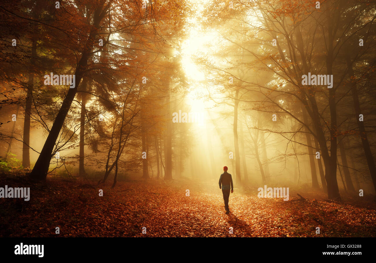 Male hiker walking into the bright gold rays of light in the autumn forest, landscape shot with amazing dramatic lighting mood Stock Photo