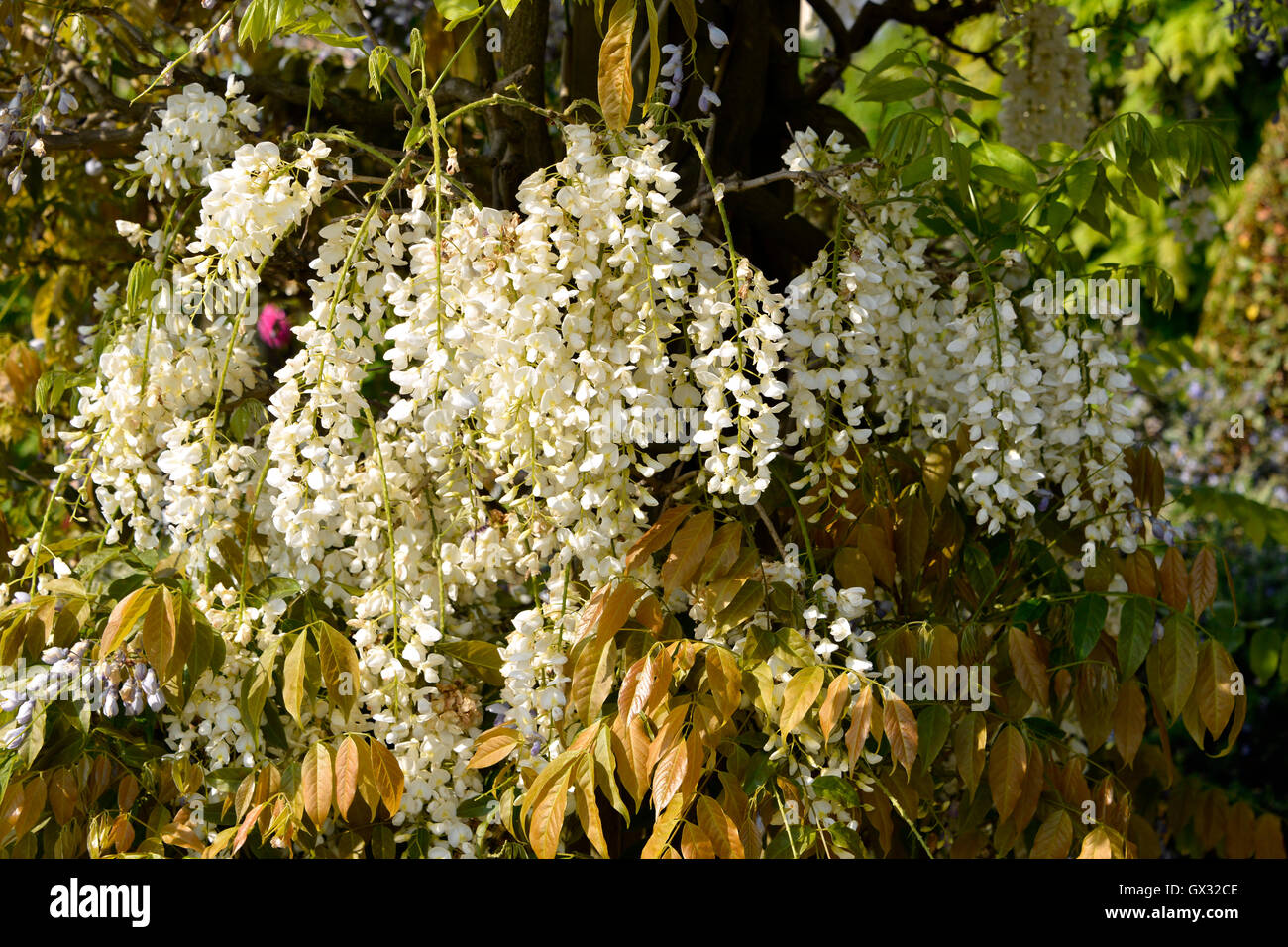 Closeup of white Wisteria flowers Stock Photo