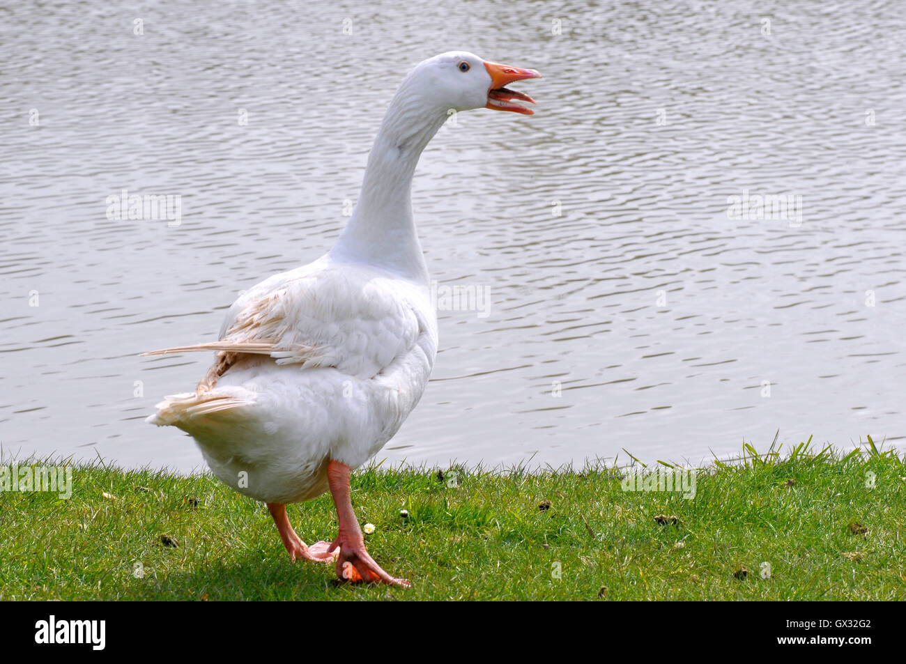 2 sisters farm ducks instagram. These geese is are white. гусь с белым фартуком. ручка гусь. гусь с белыми щеками.